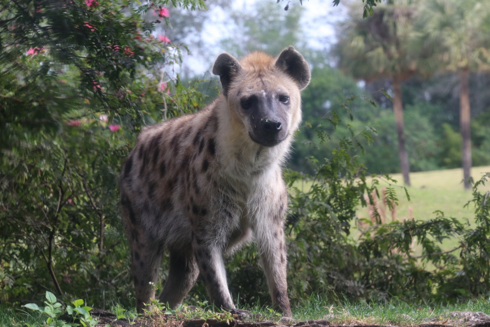 Spotted hyena