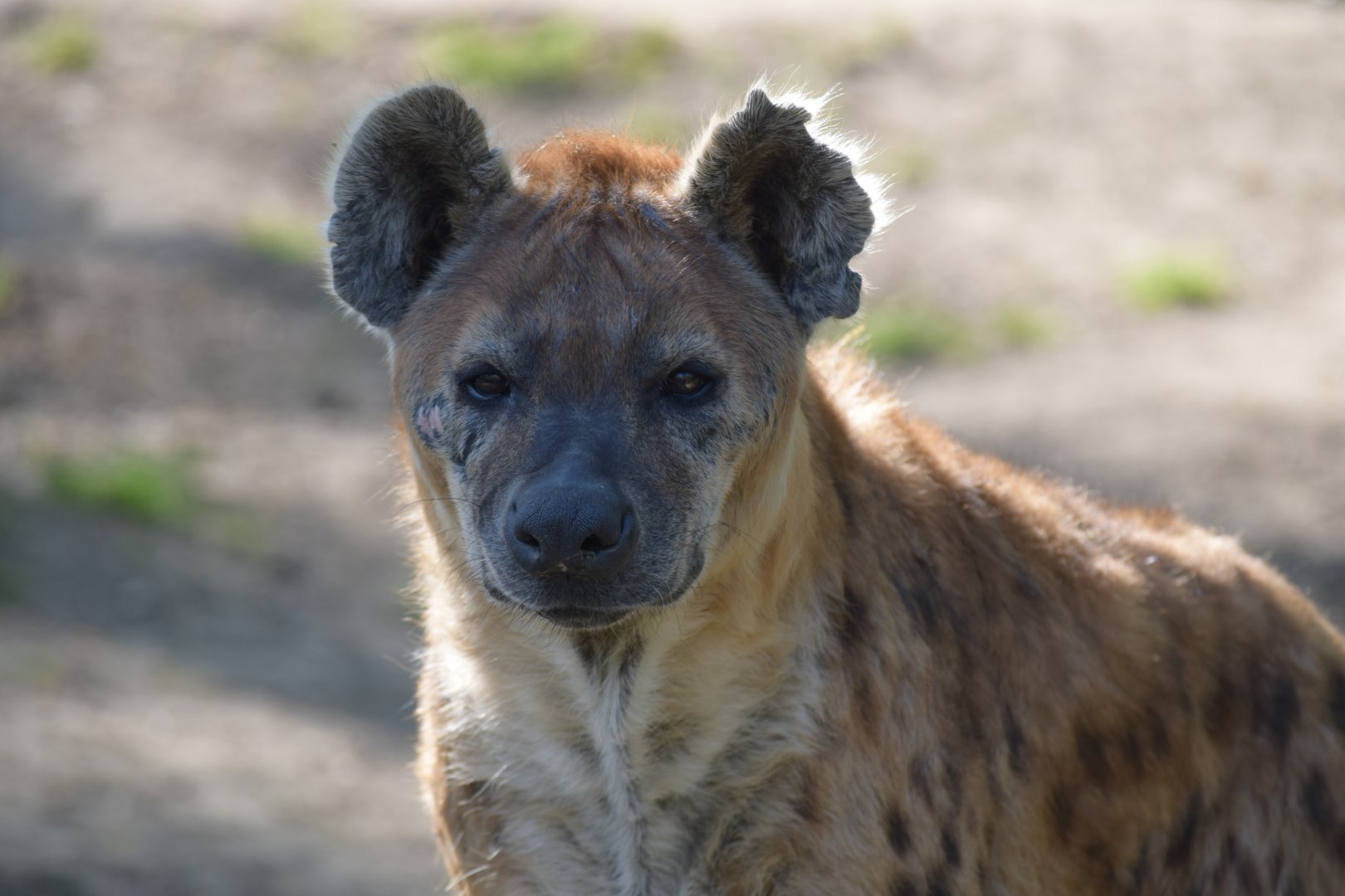 Spotted hyena