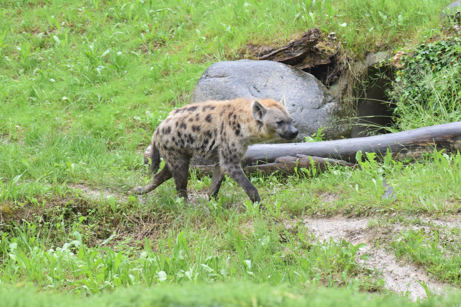 Spotted hyena