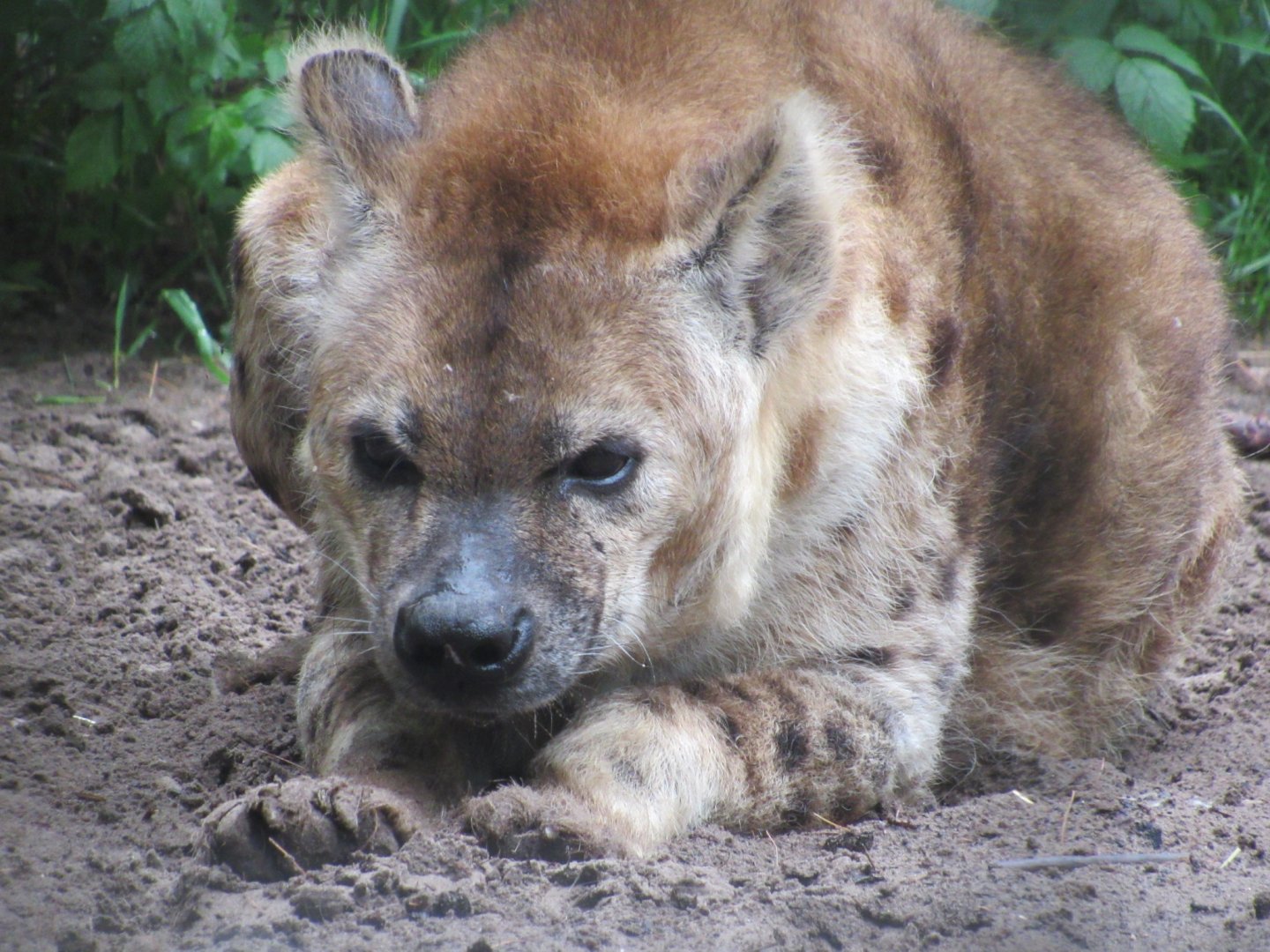 Spotted Hyena