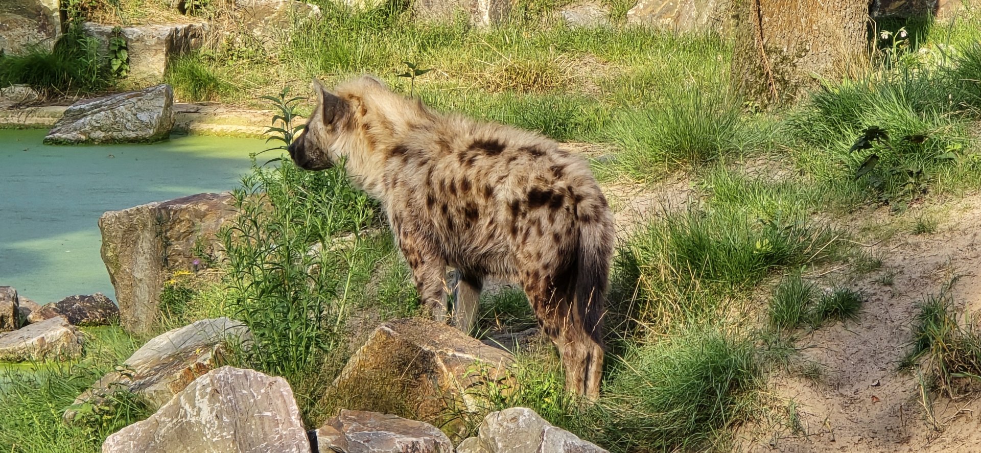 Spotted hyena