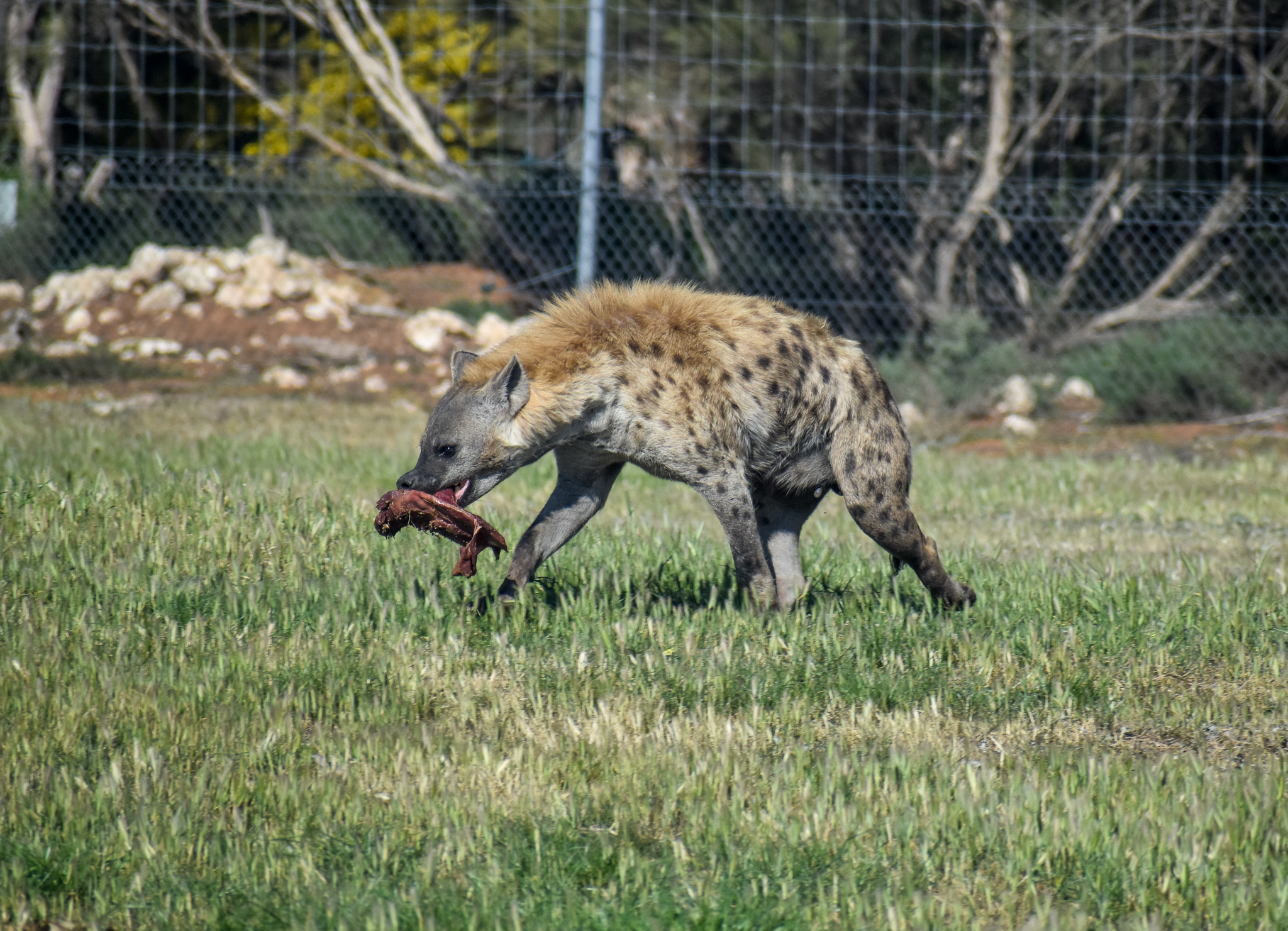 Spotted Hyena