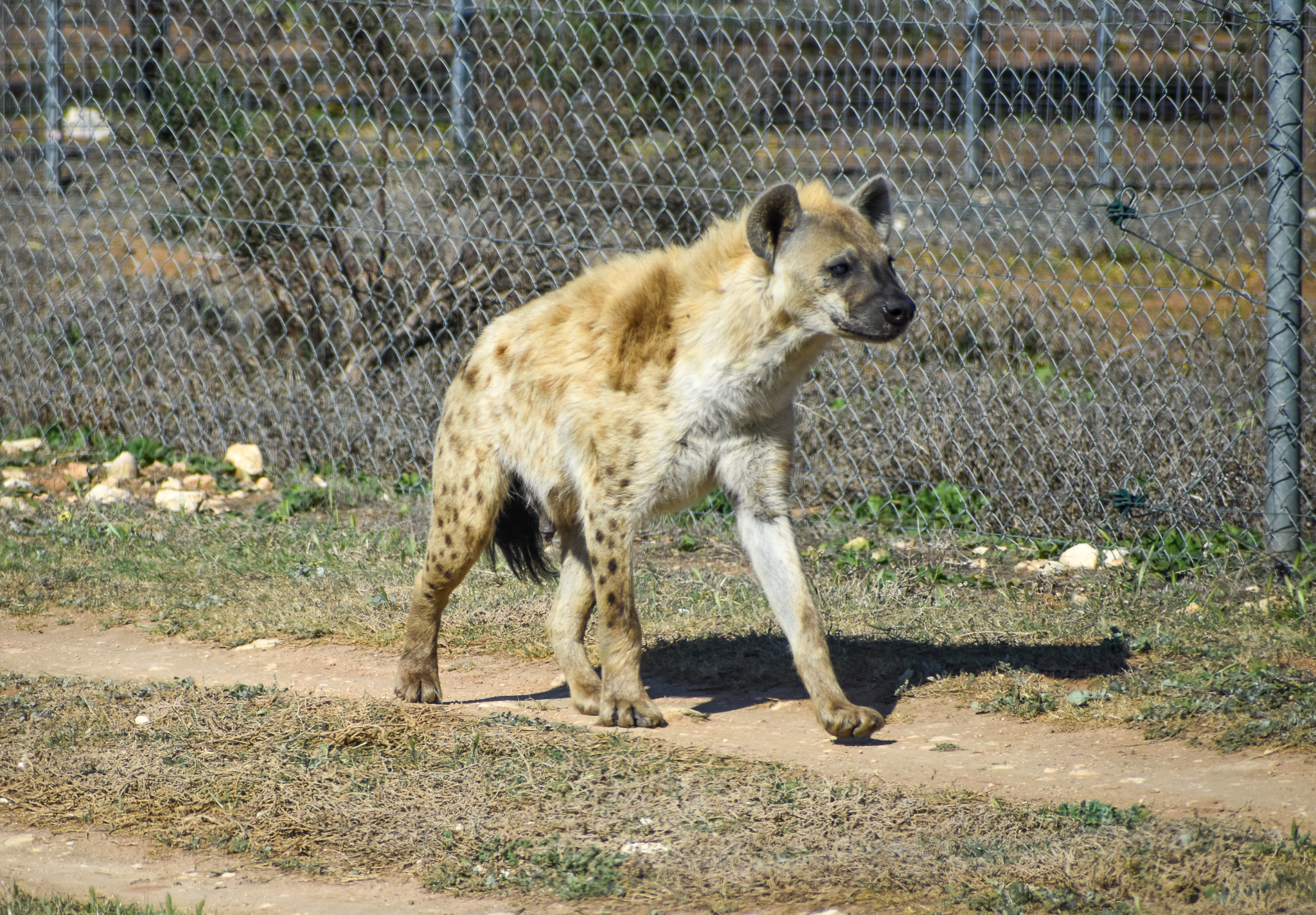 Spotted Hyena