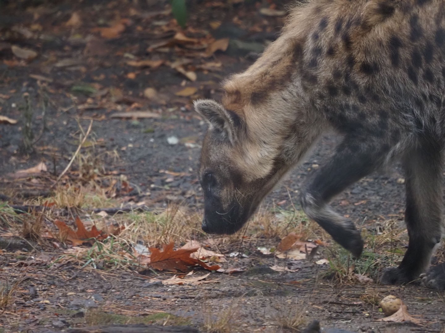 Spotted Hyena