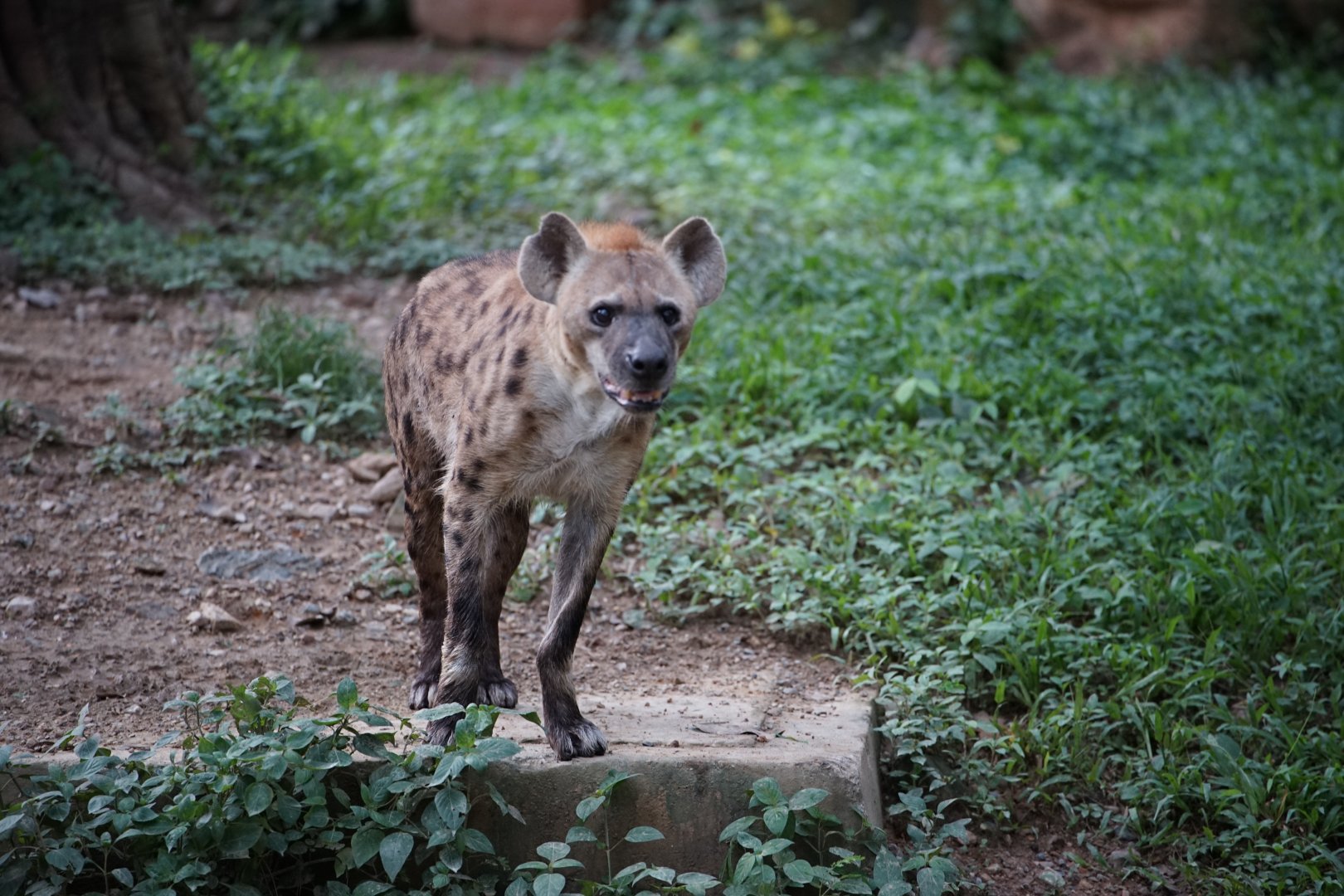 Spotted Hyena
