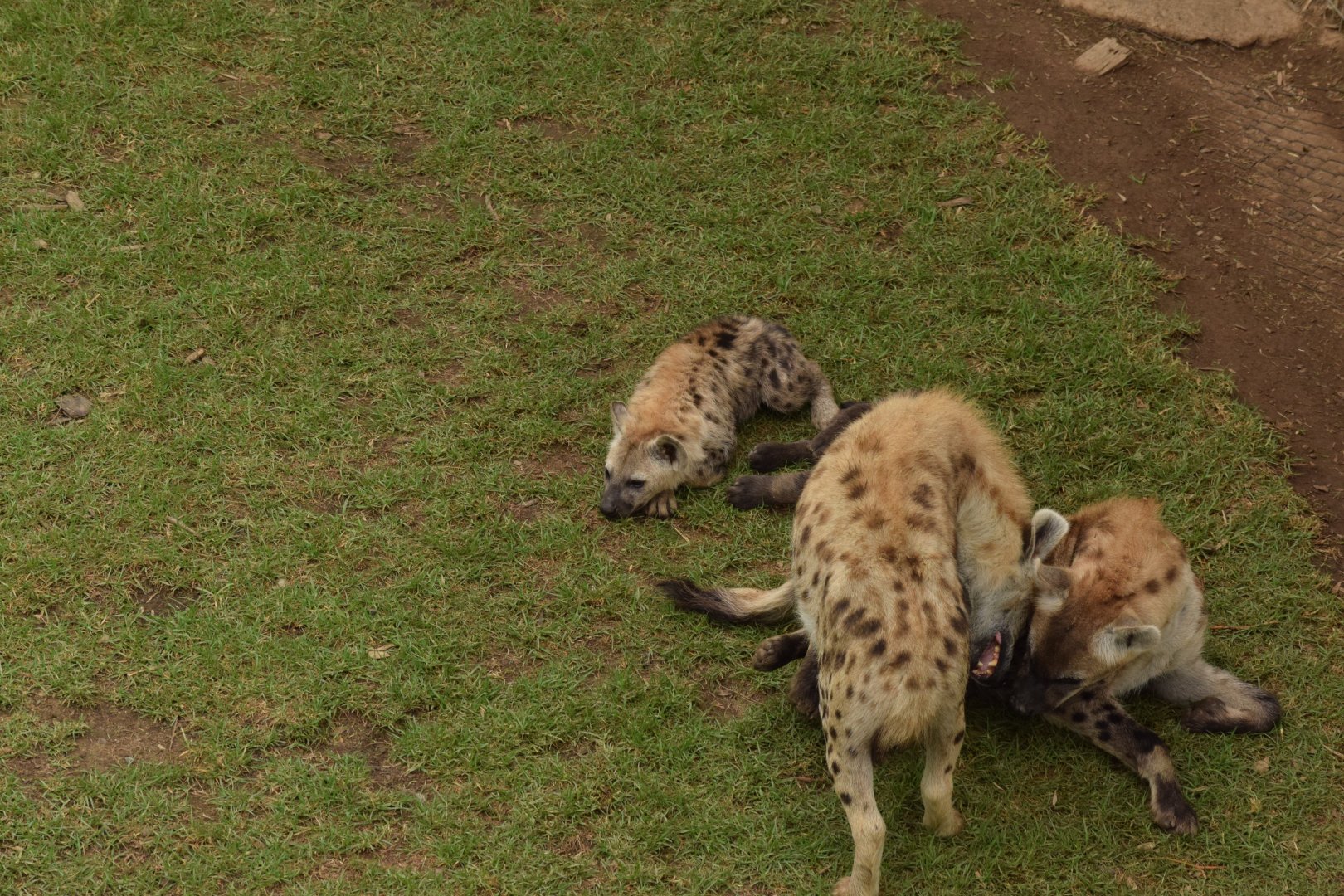 Spotted Hyena