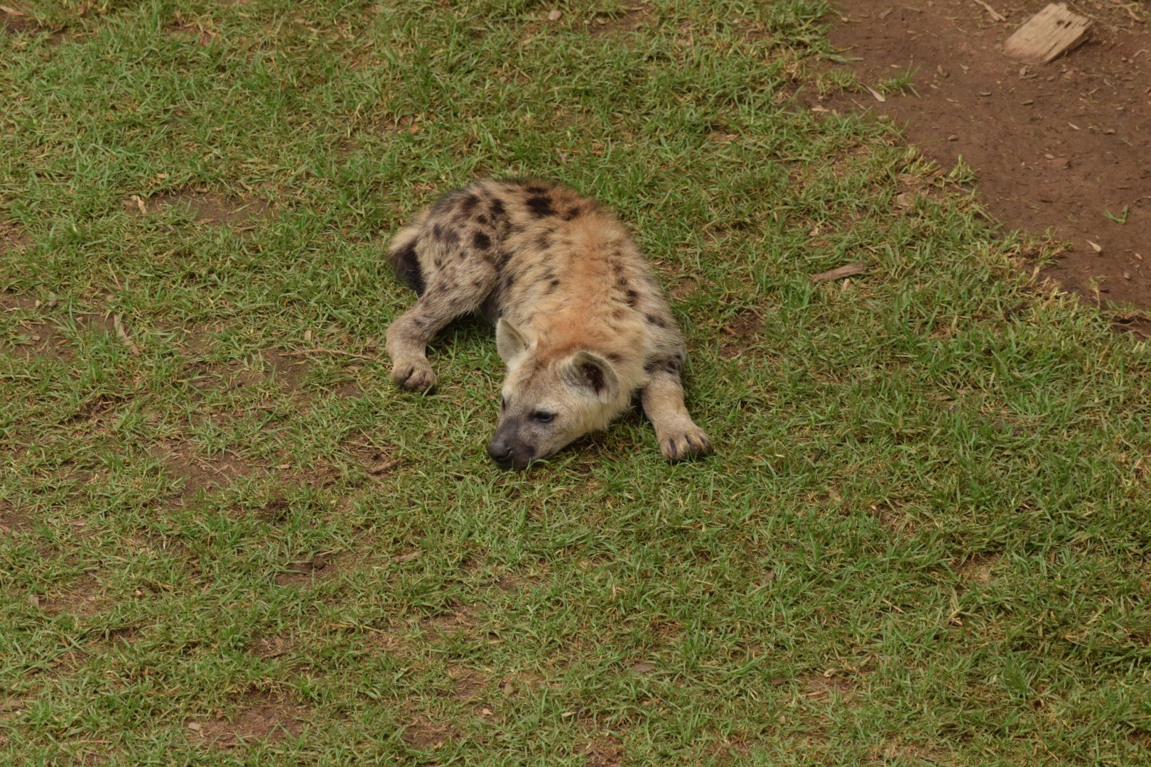 Spotted Hyena