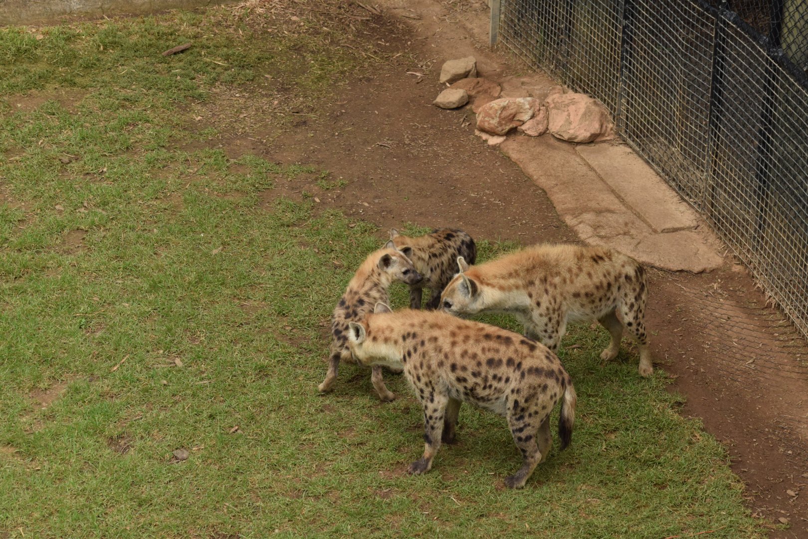 Spotted Hyena
