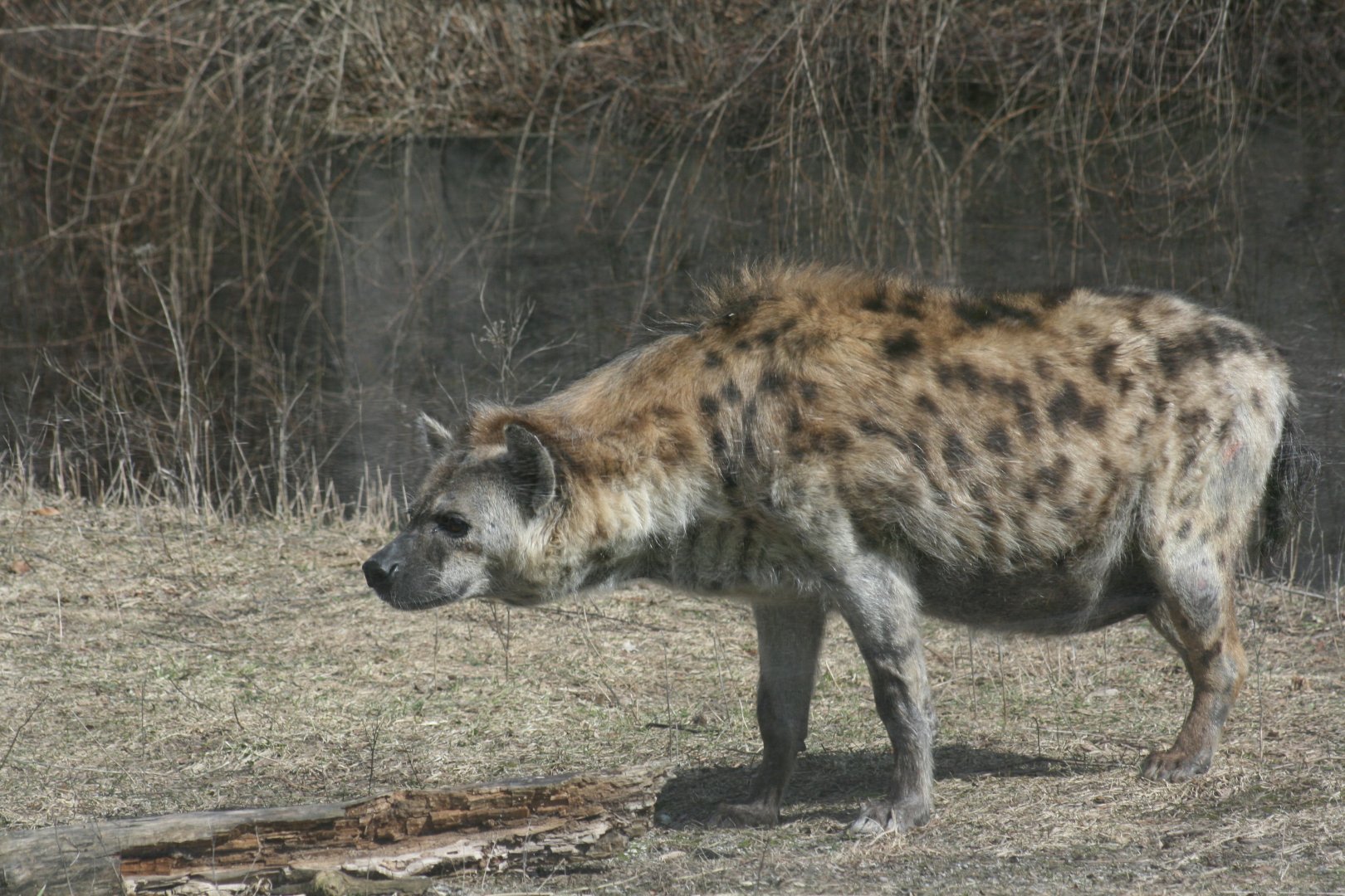 Spotted Hyena