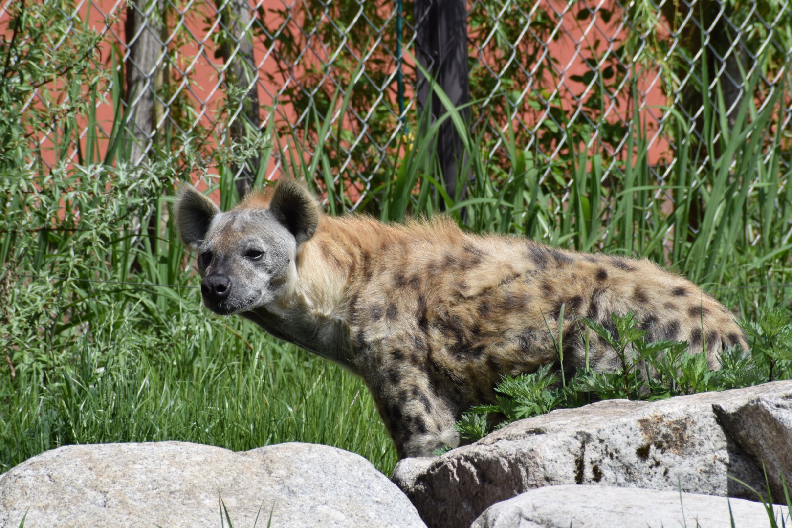 Spotted hyena