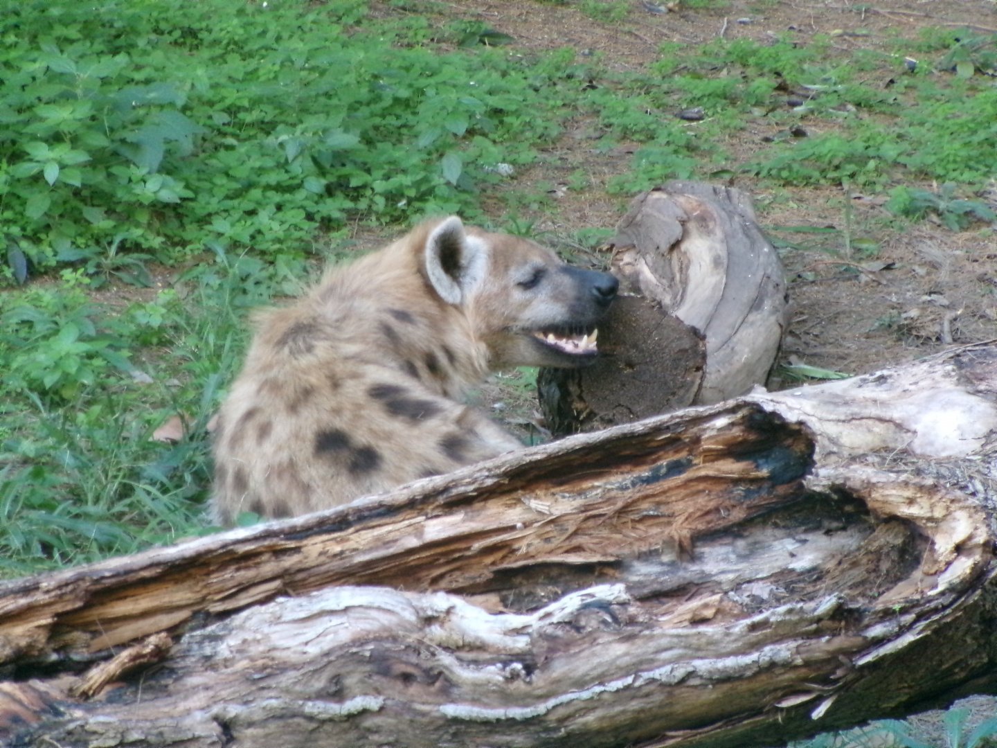 Spotted hyena
