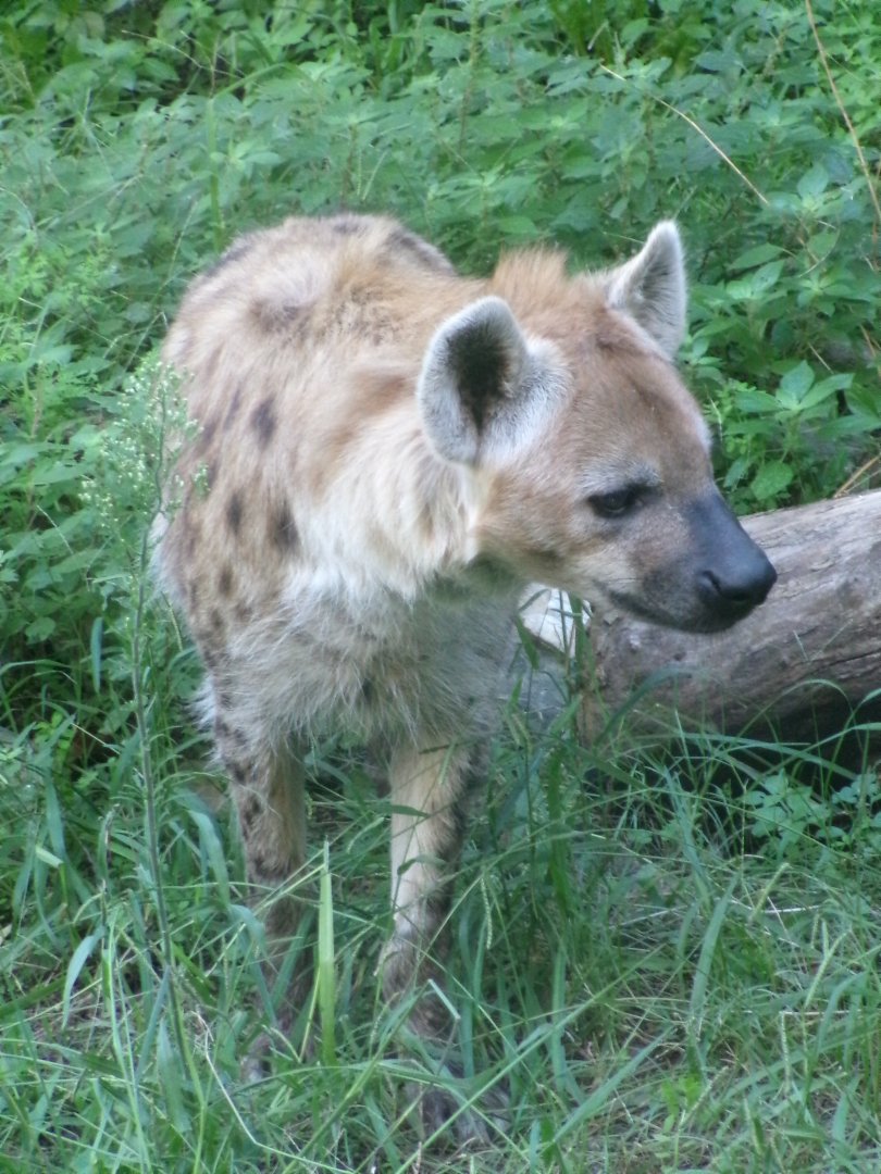 Spotted hyena