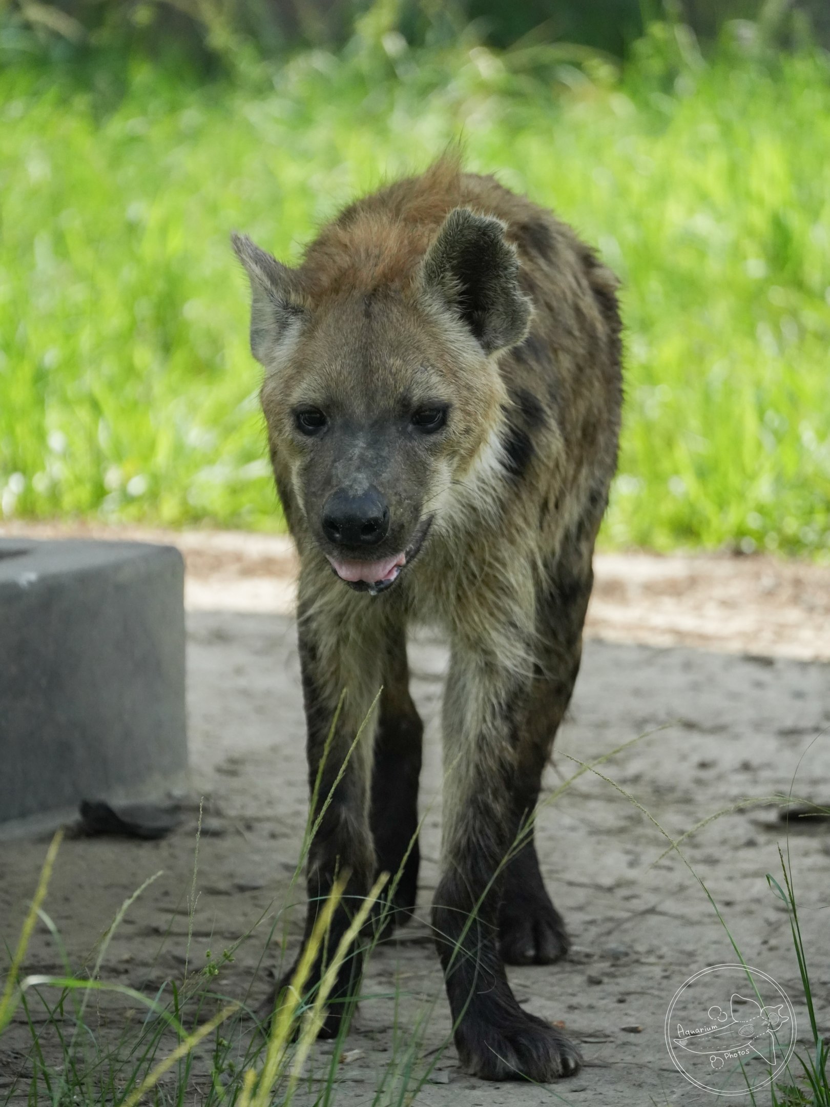 Spotted Hyena