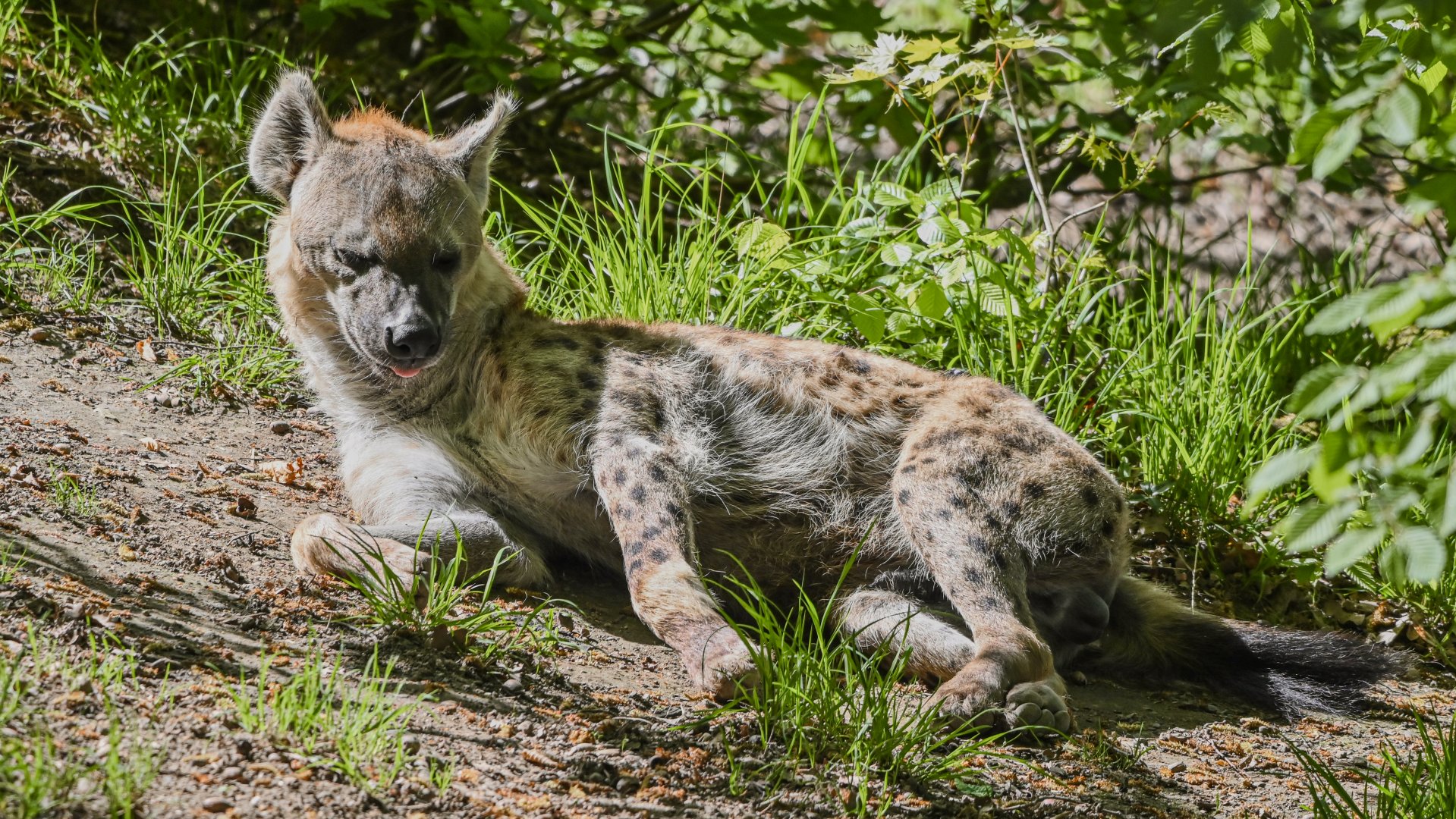 Spotted hyena