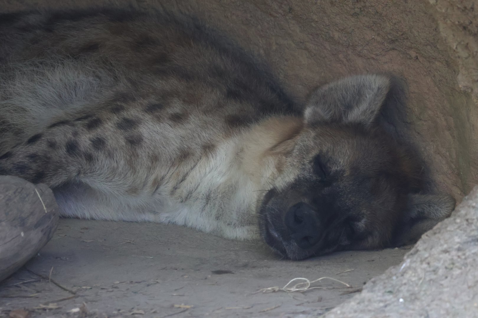 Spotted hyena (!!!)