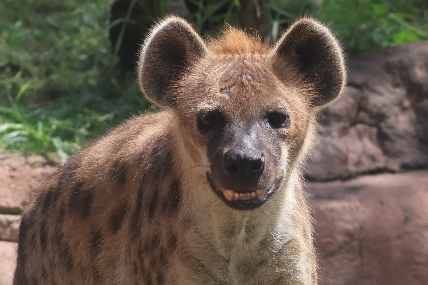 Spotted hyena