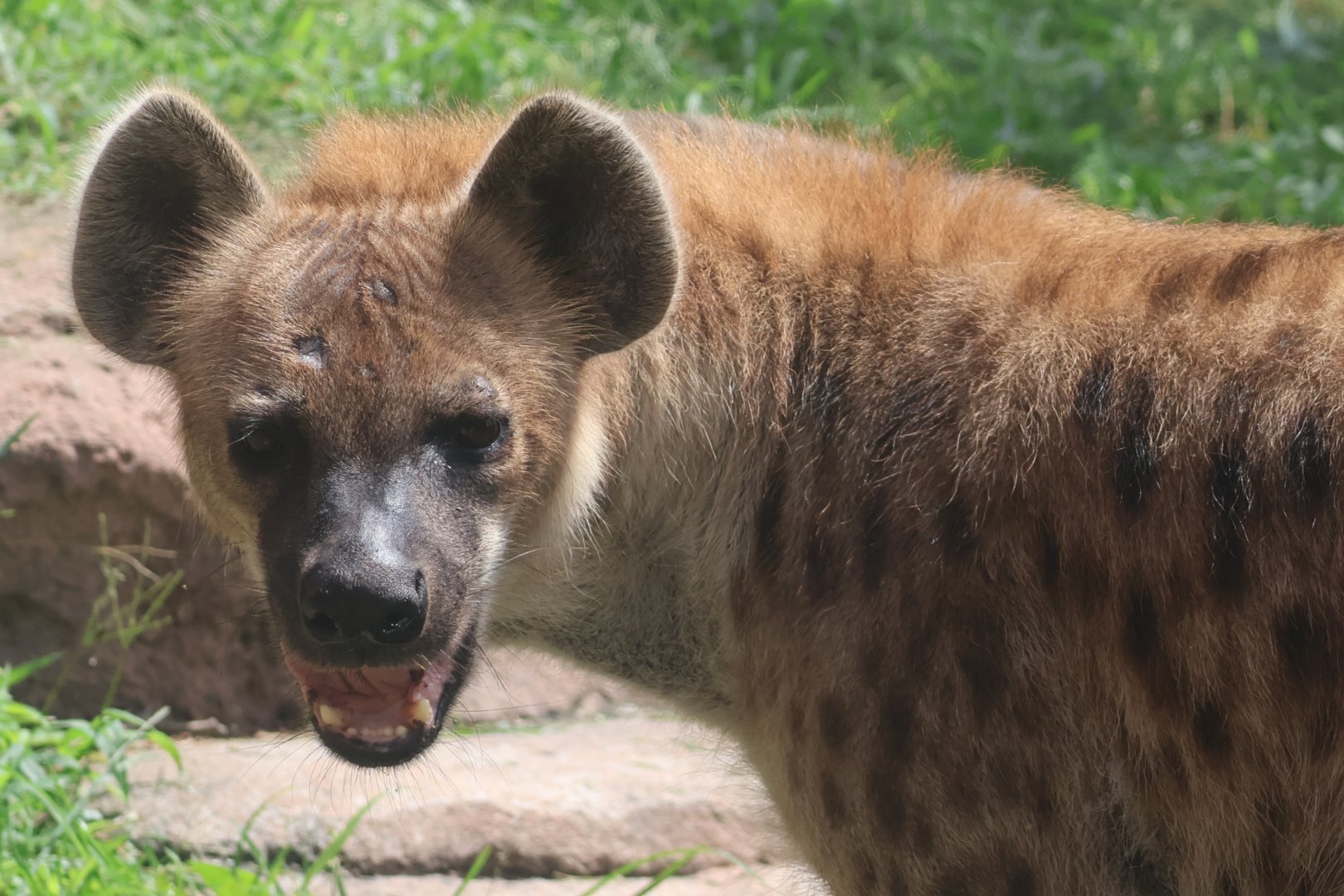 Spotted hyena