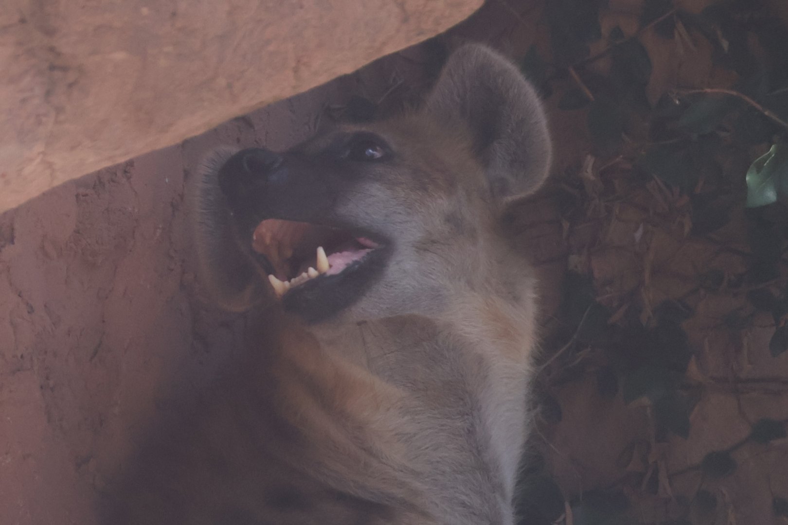 Spotted hyena