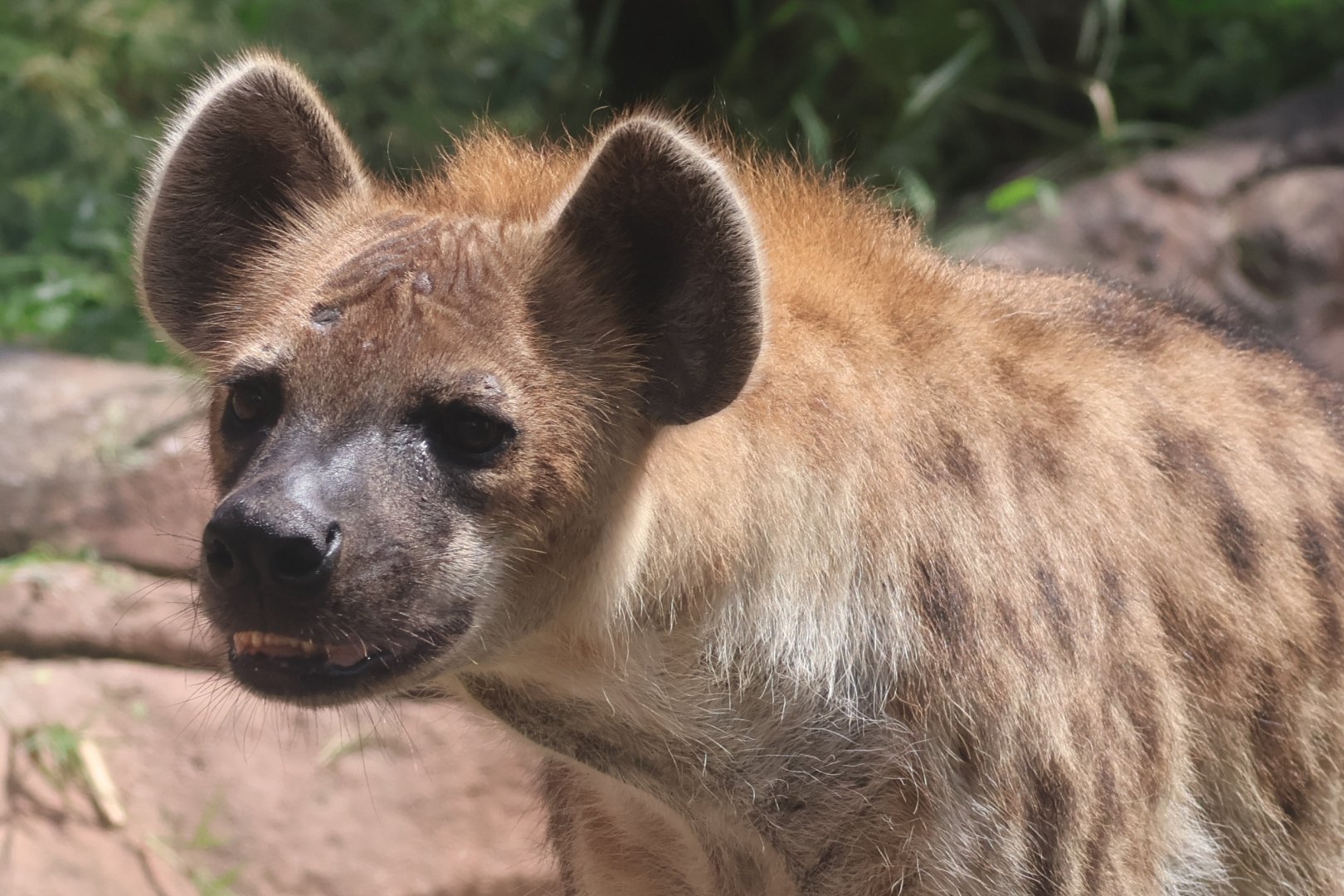 Spotted hyena