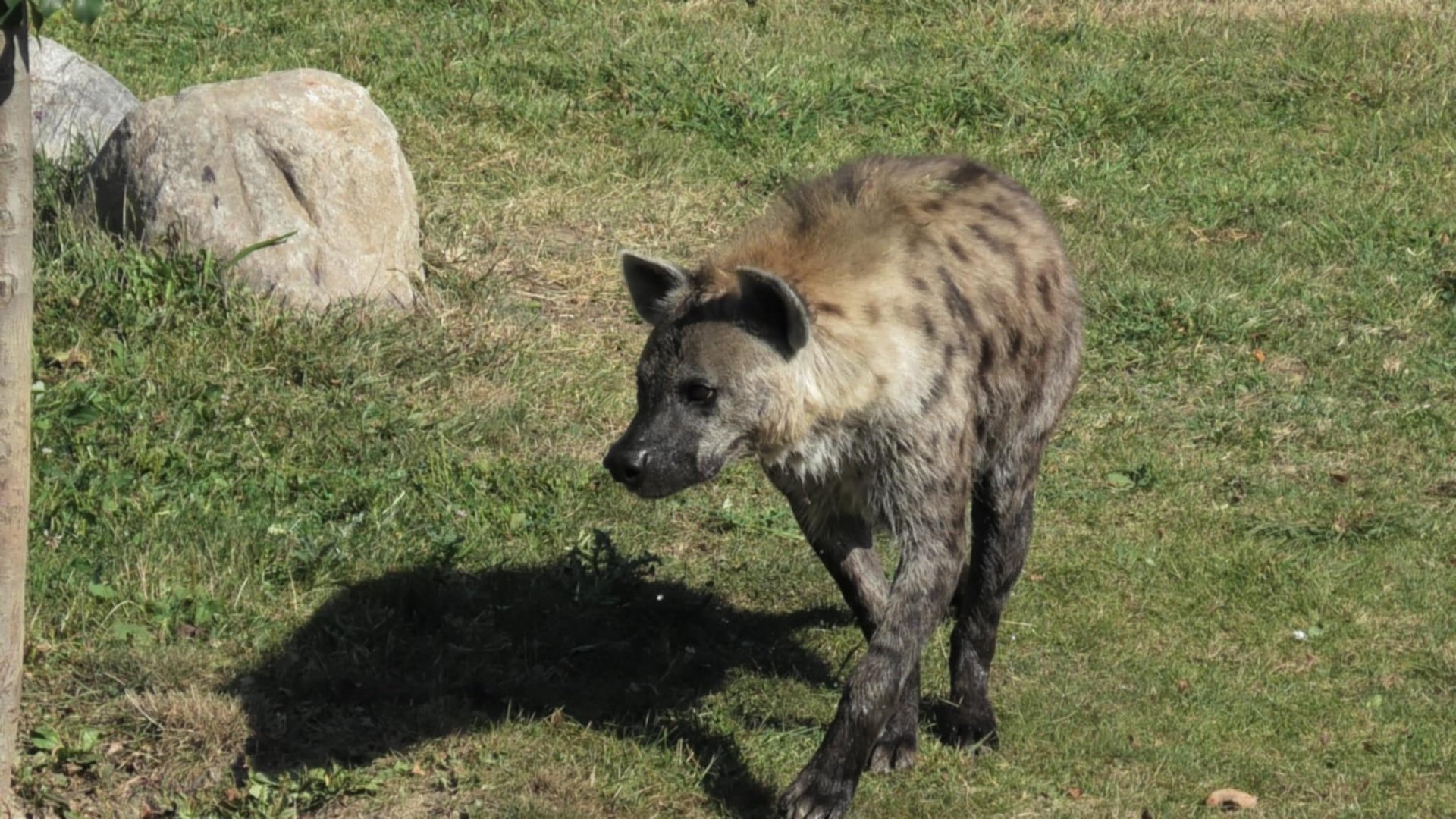 Spotted hyena