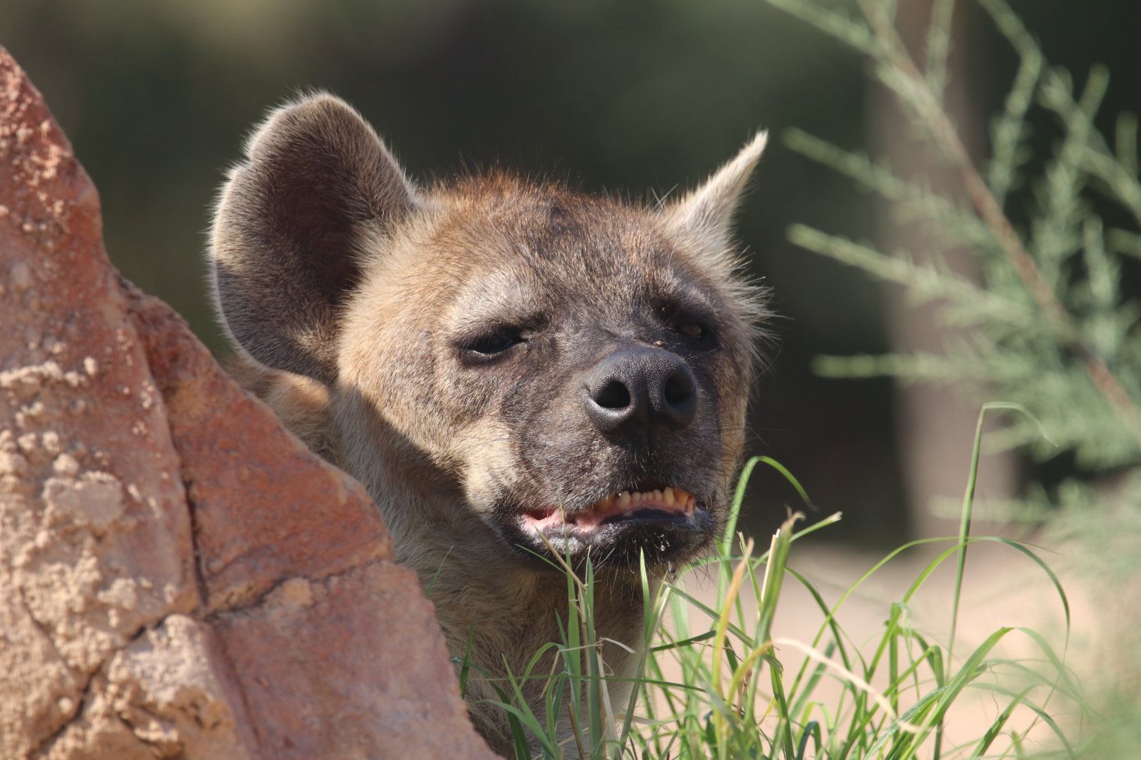 Spotted hyena