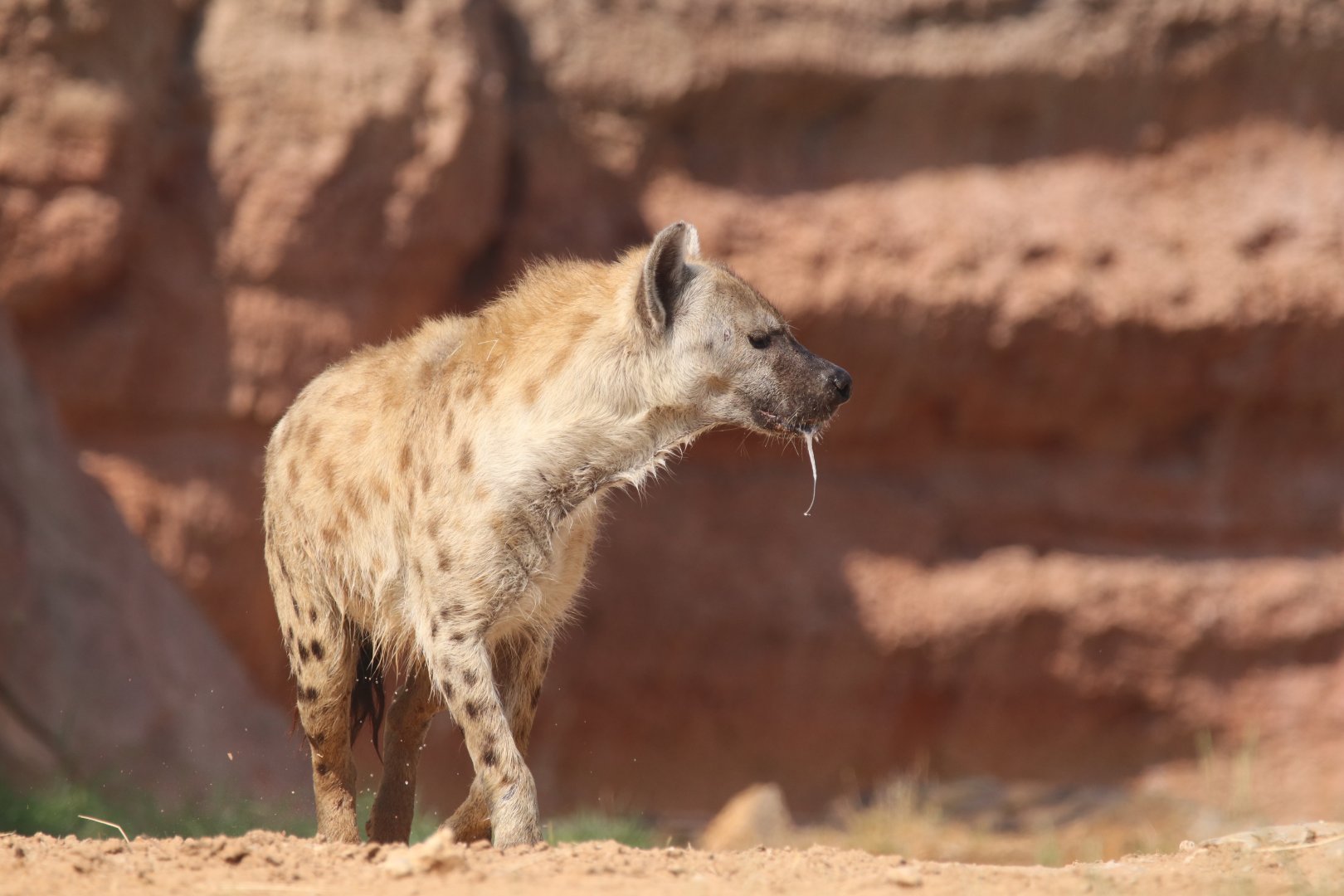 Spotted hyena