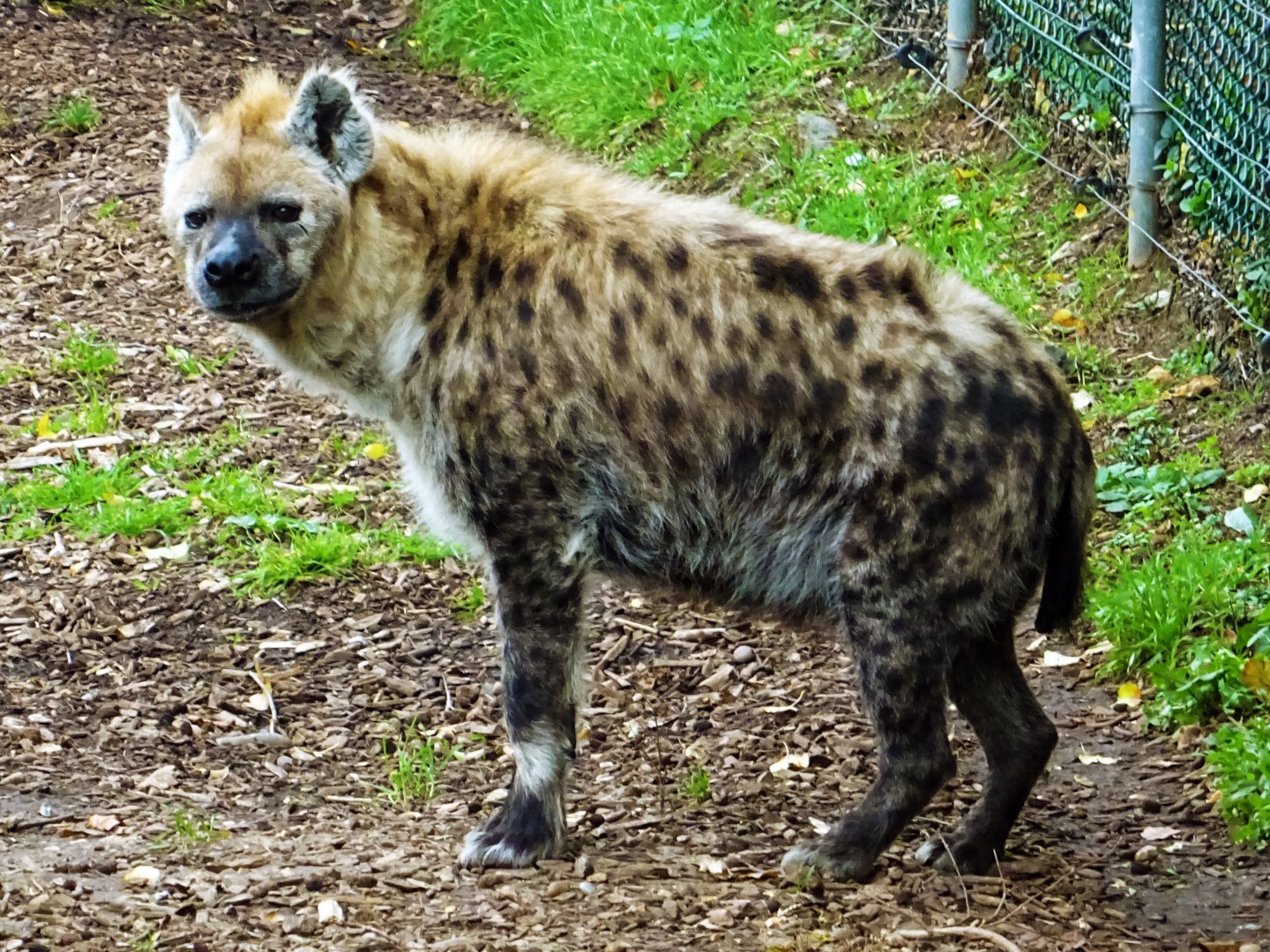 Spotted hyena