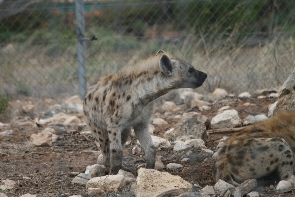 Spotted Hyena