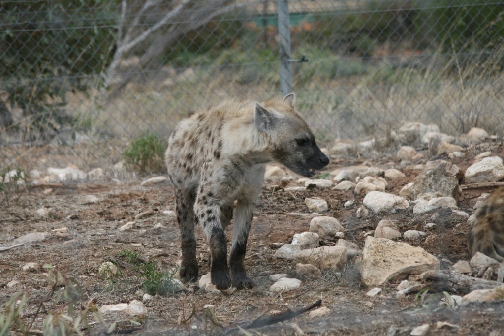 Spotted Hyena