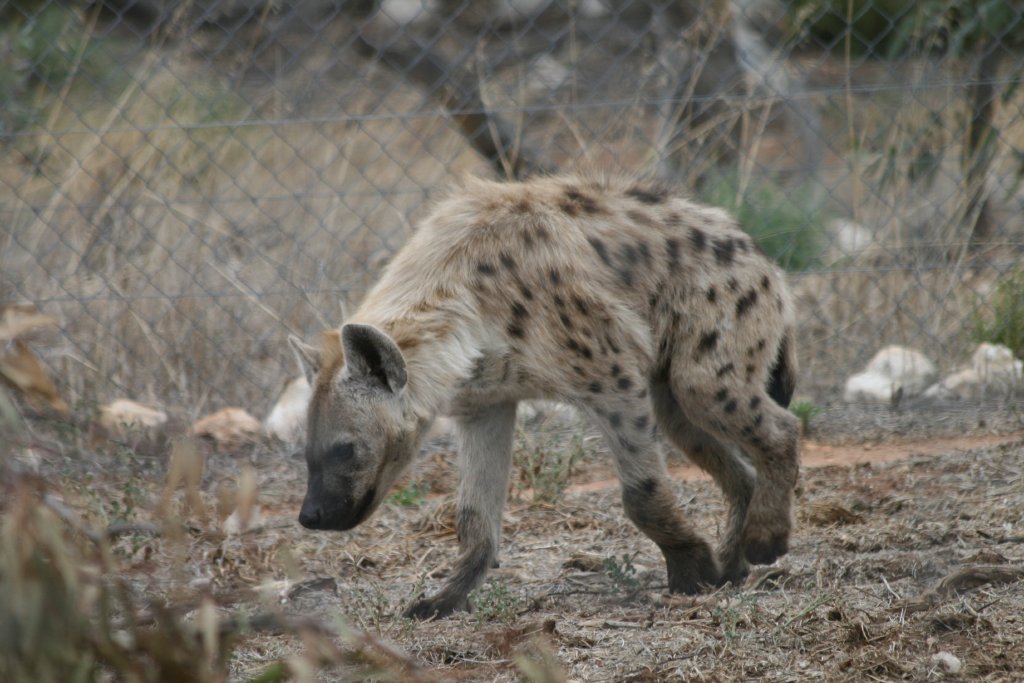 Spotted Hyena