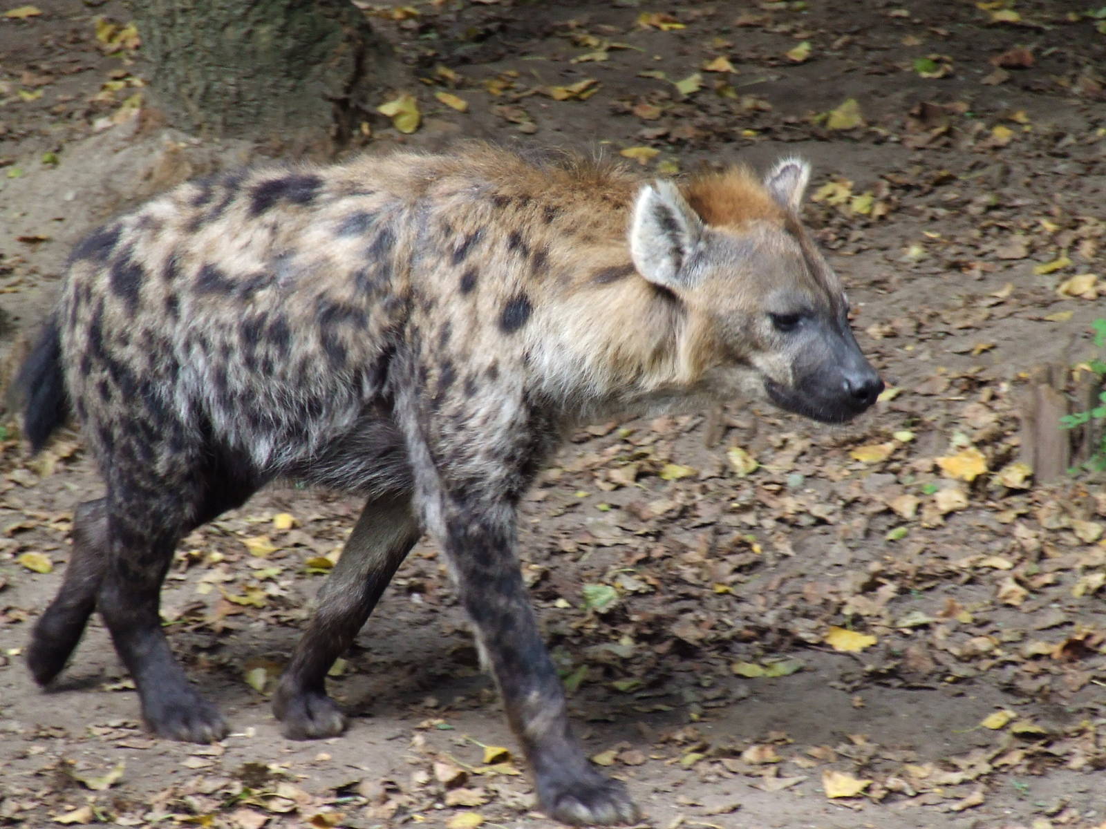 Spotted Hyena