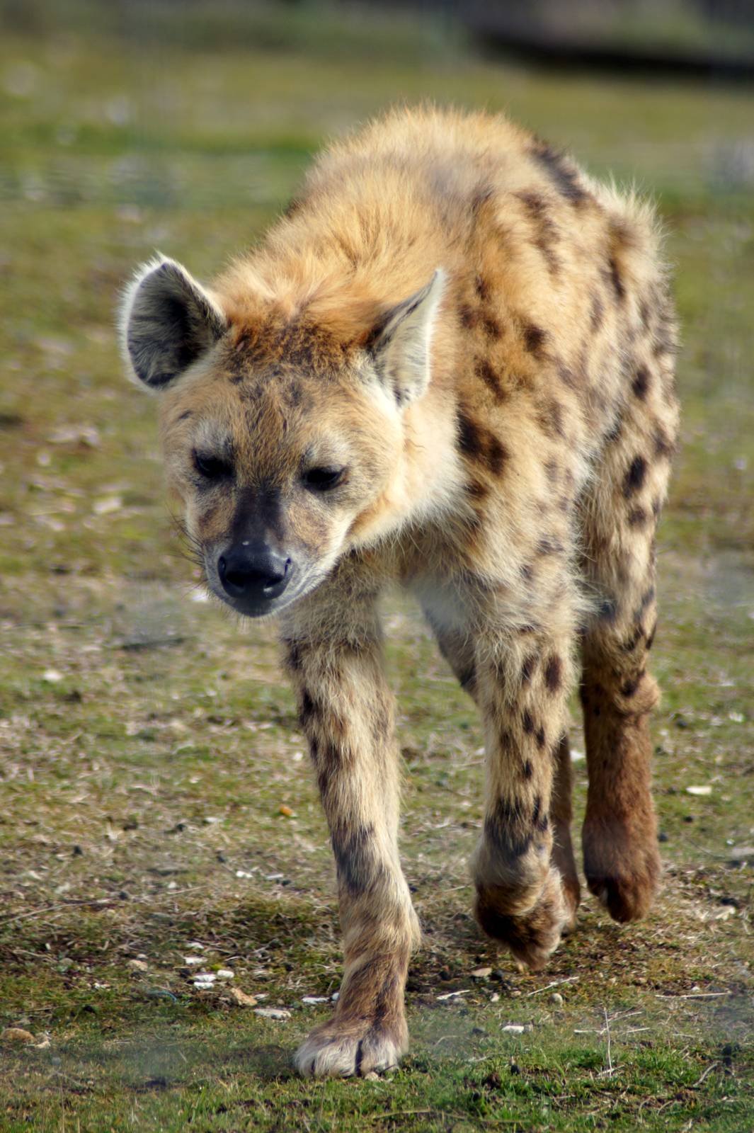 Spotted Hyena