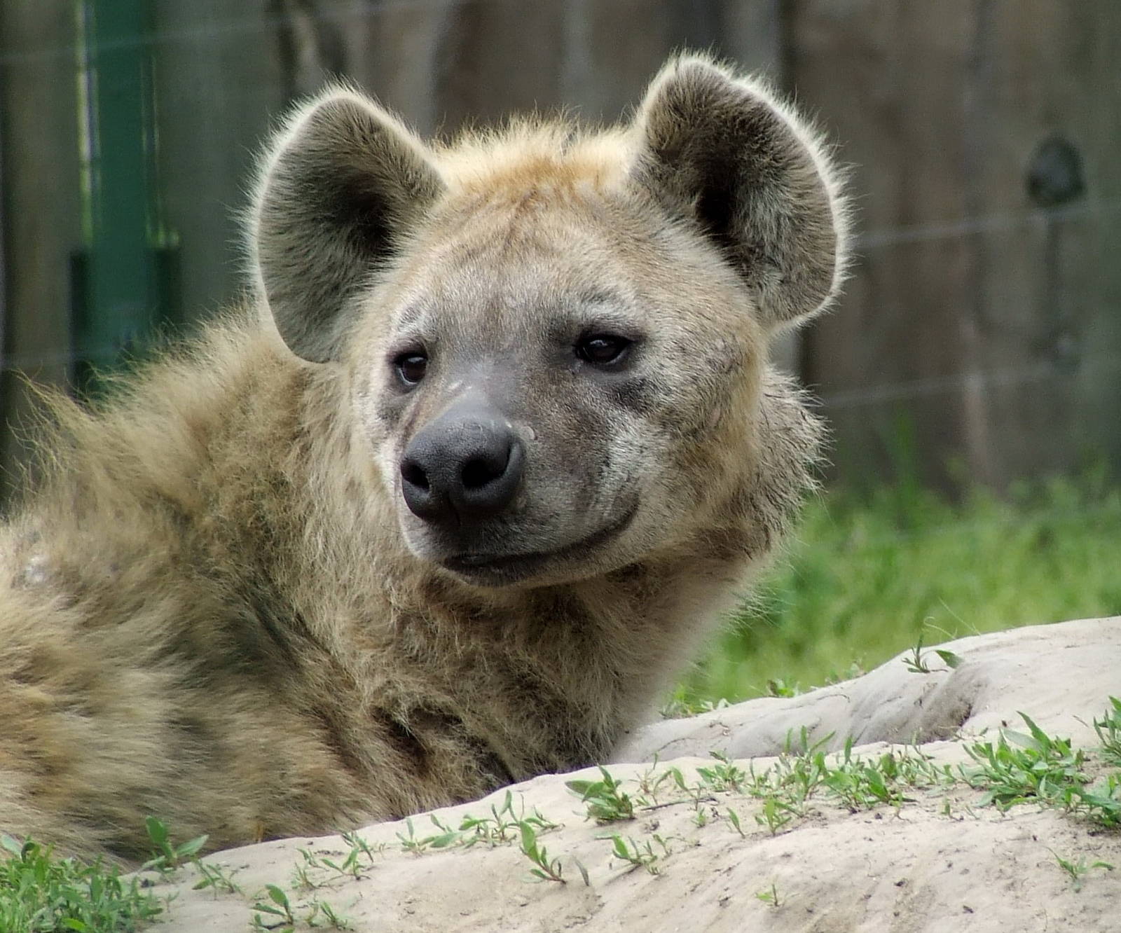 Spotted Hyena