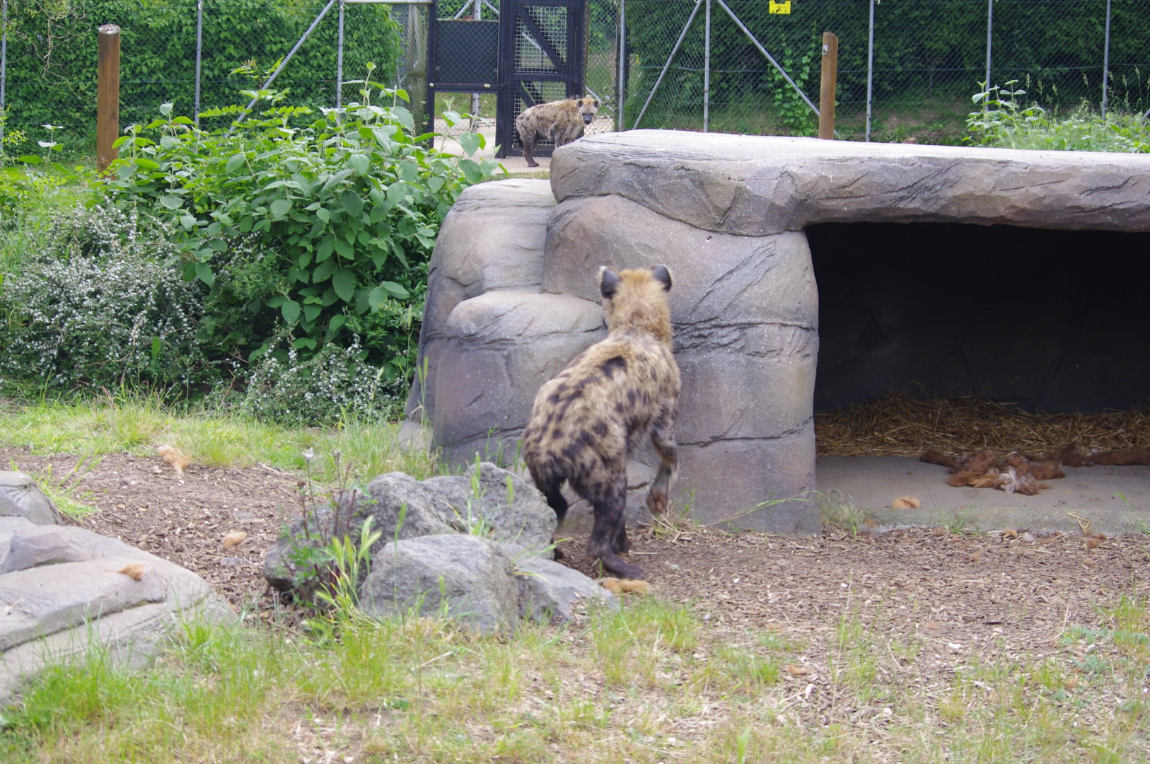 Spotted Hyenas- 2/6/2023