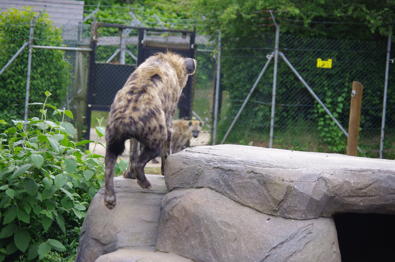 Spotted Hyenas- 2/6/2023