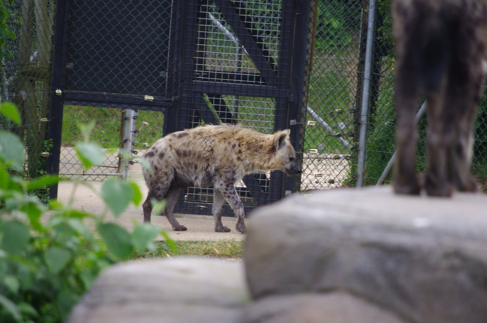 Spotted Hyenas- 2/6/2023