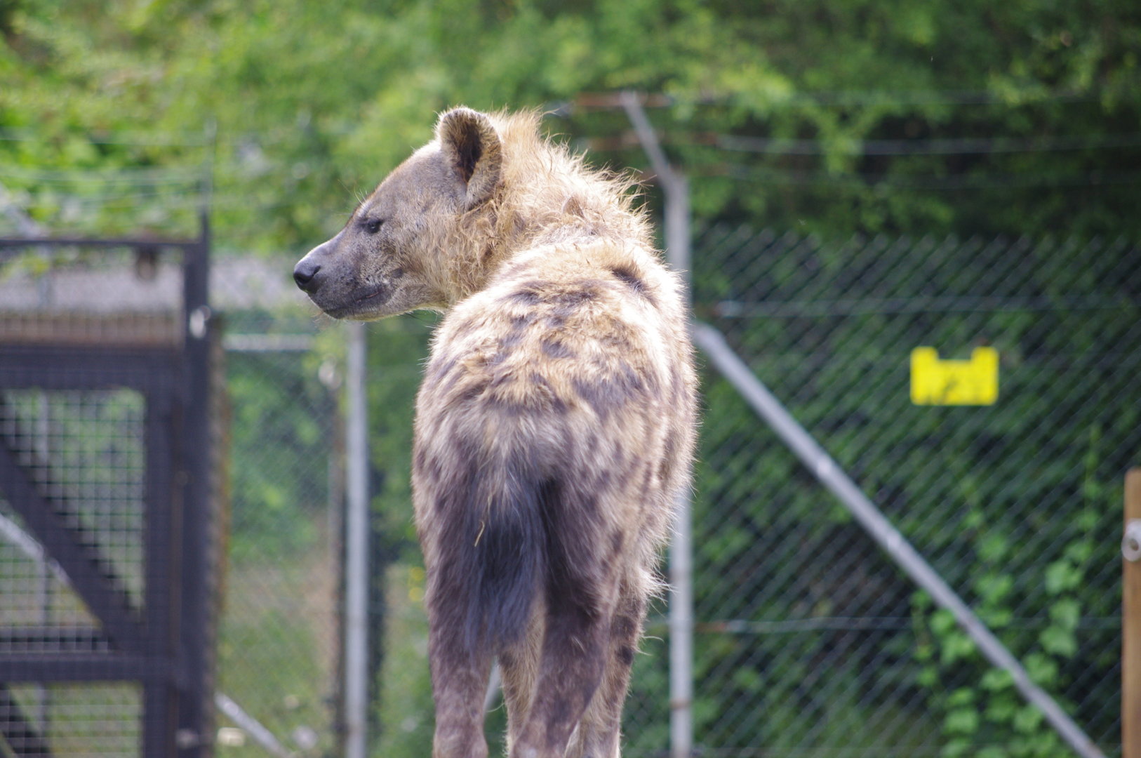 Spotted Hyenas- 2/6/2023