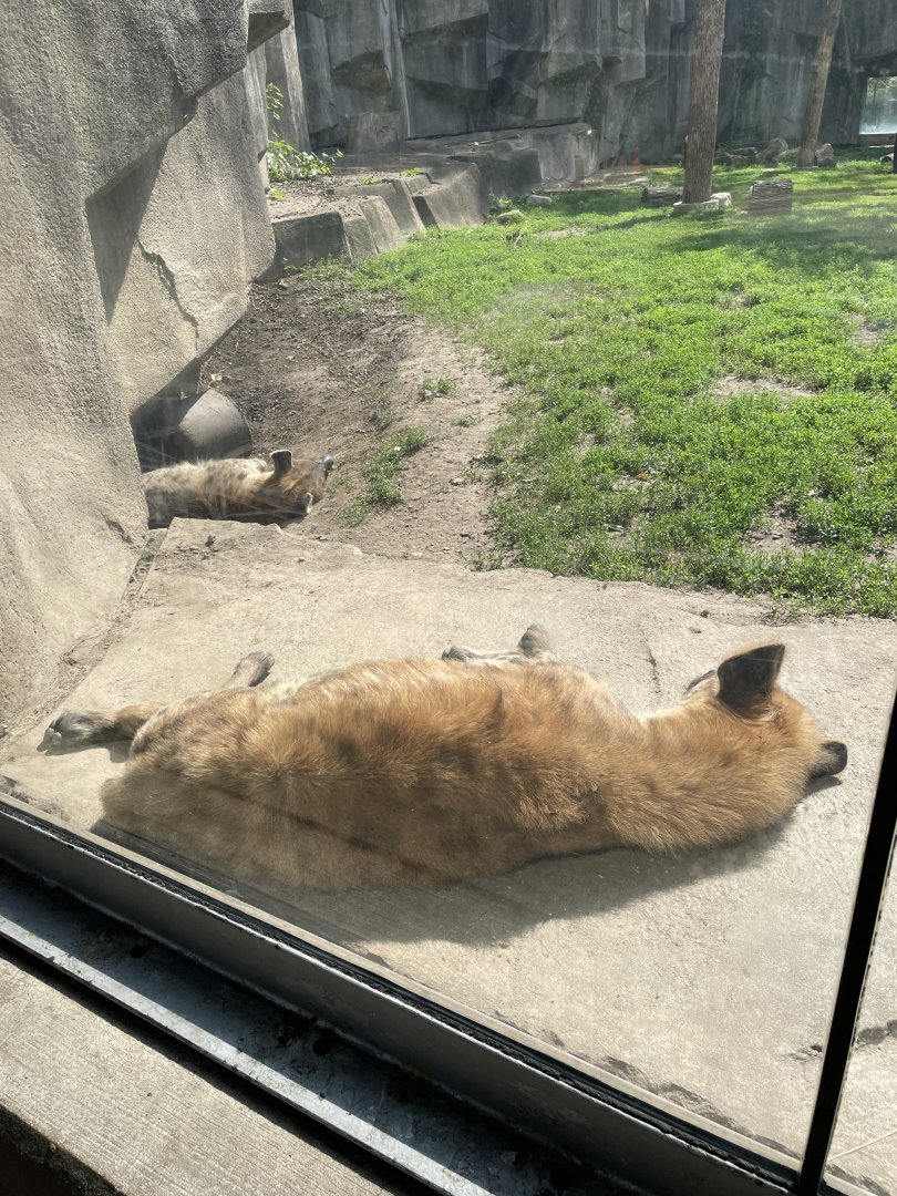 Spotted Hyenas (6/23/21)