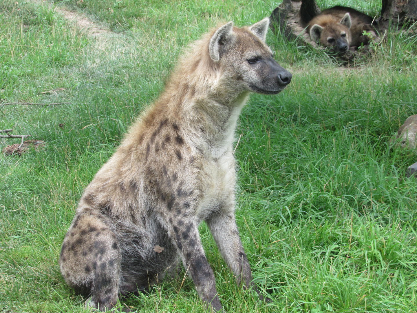 Spotted Hyenas, African Journey