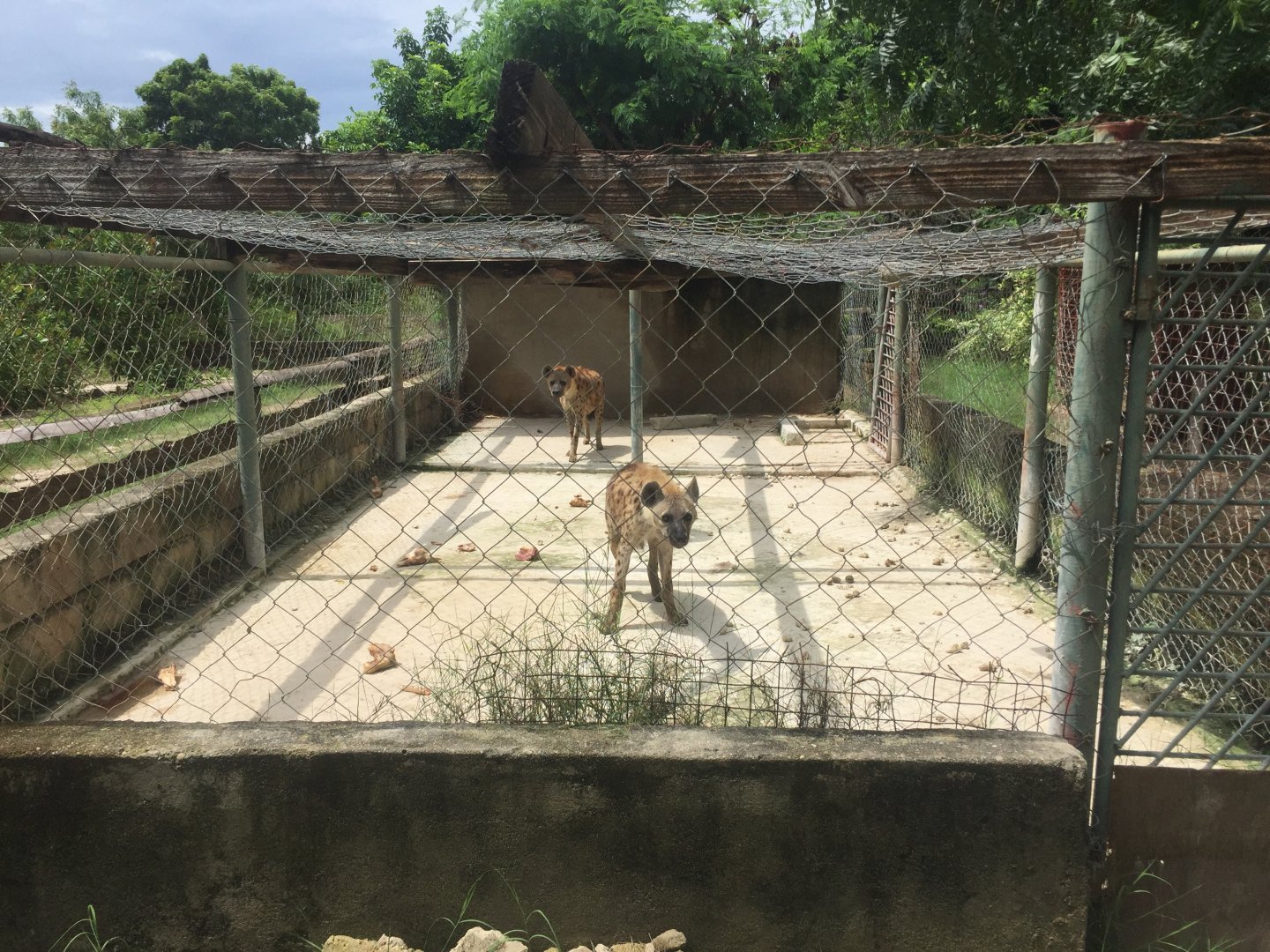 Spotted Hyenas (Crocuta crocuta)