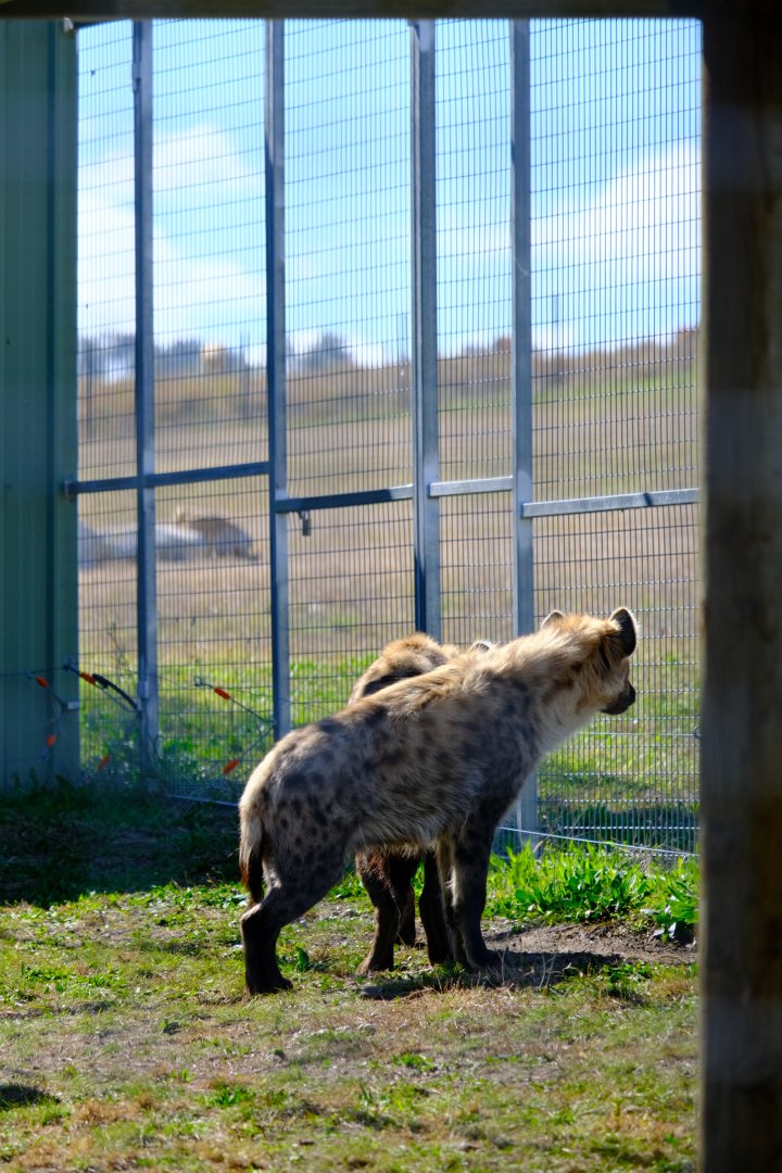 Spotted Hyena's - Darling Downs Zoo