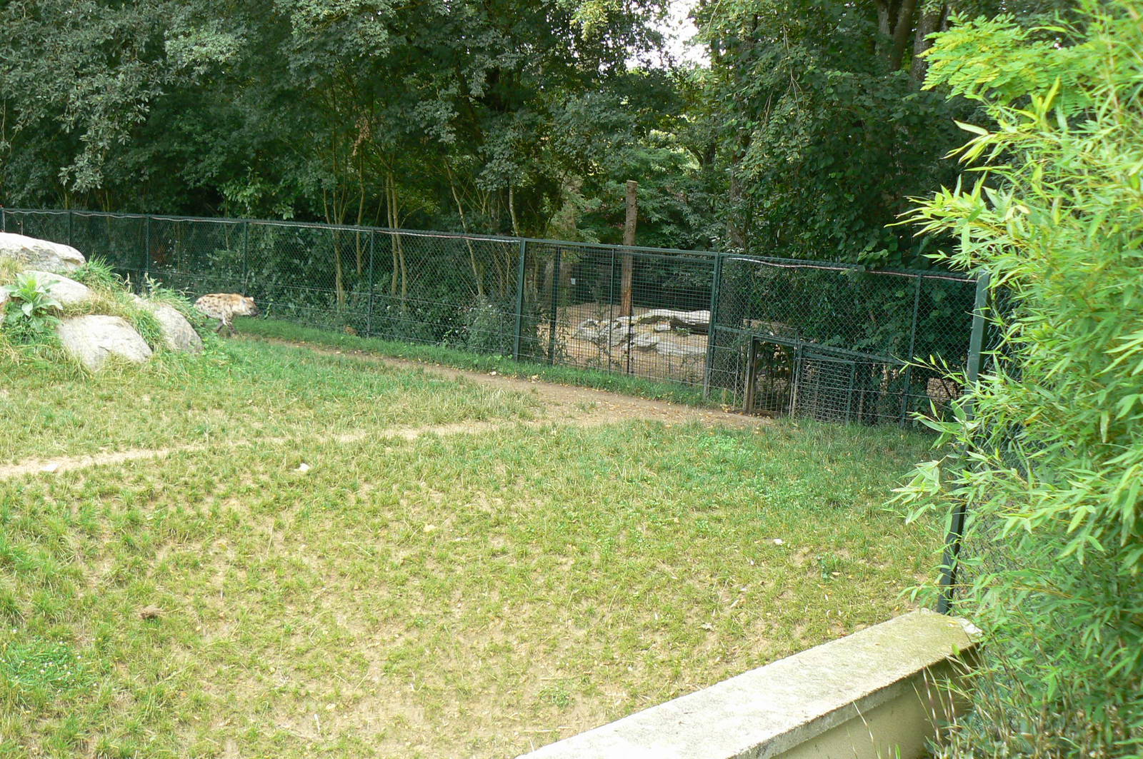 Spotted hyenas exhibit