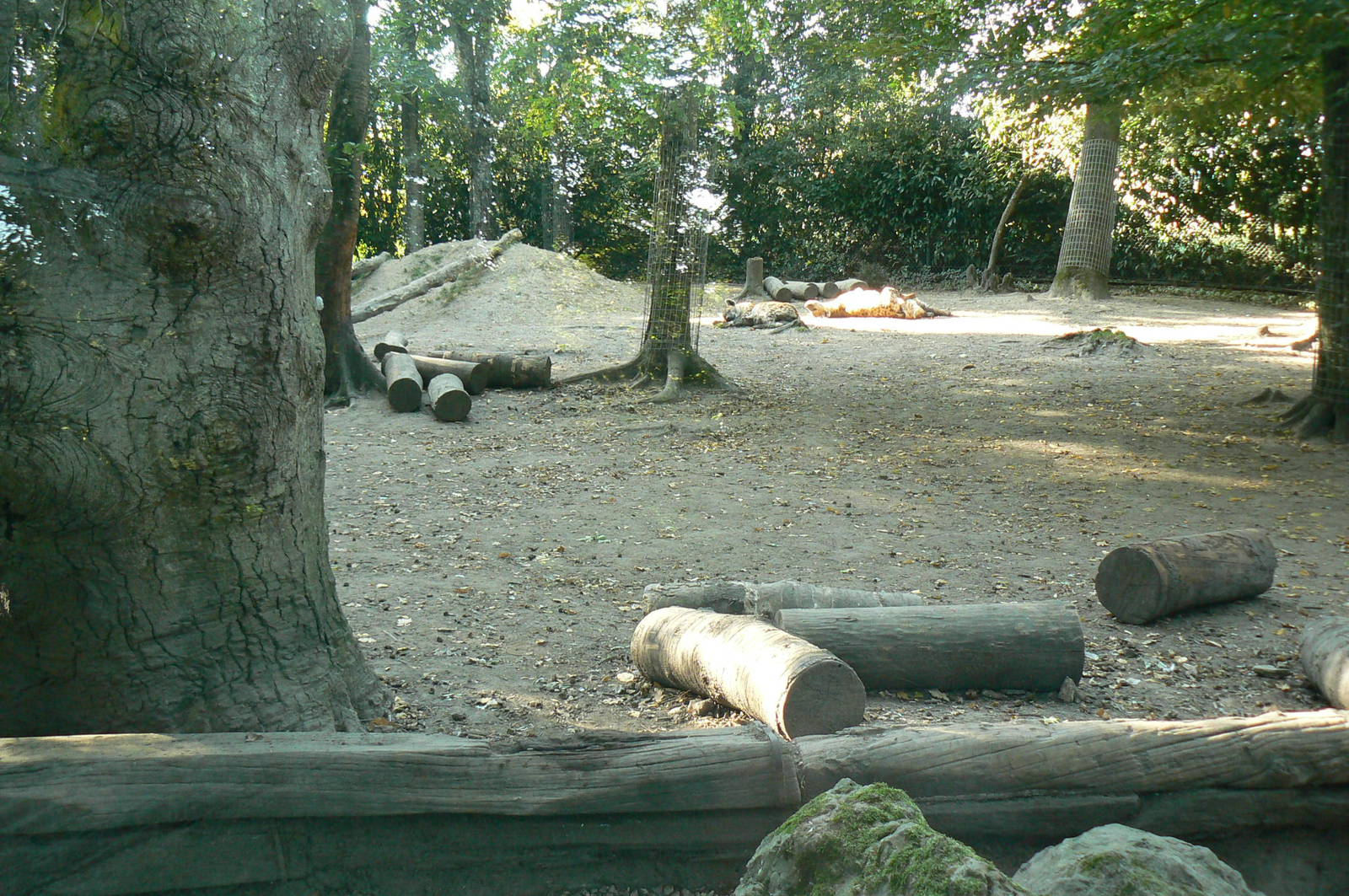 Spotted hyenas exhibit