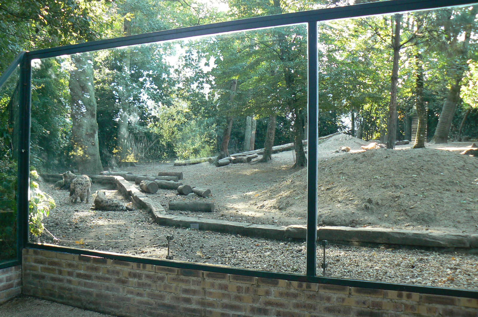 Spotted hyenas exhibit