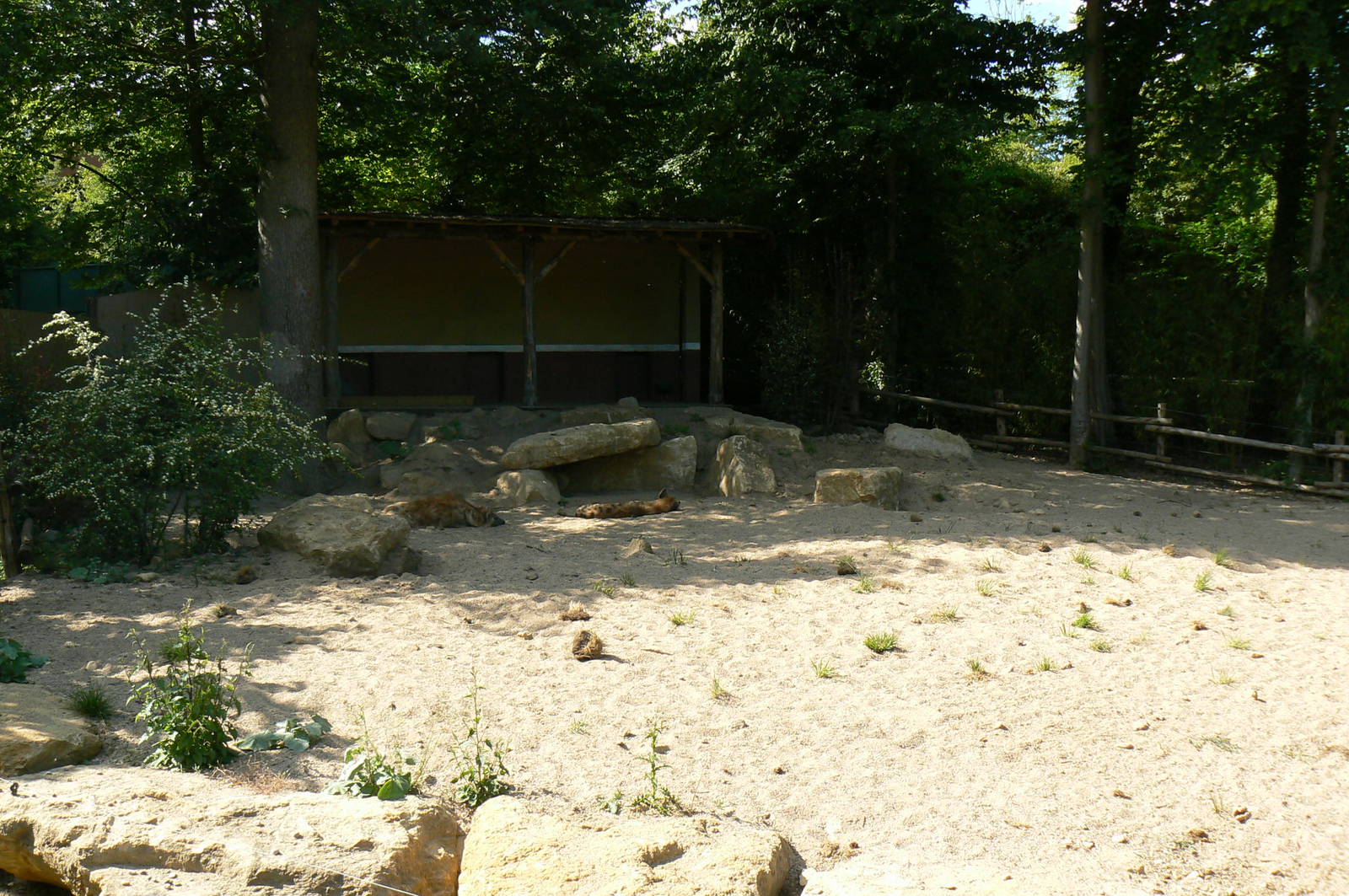 Spotted hyenas exhibit