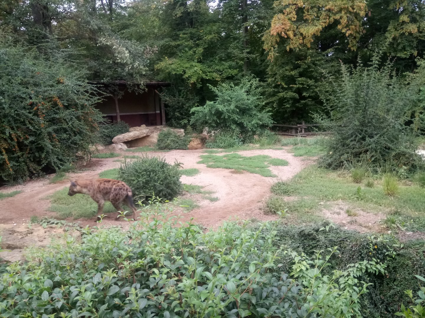 Spotted Hyenas Exhibit