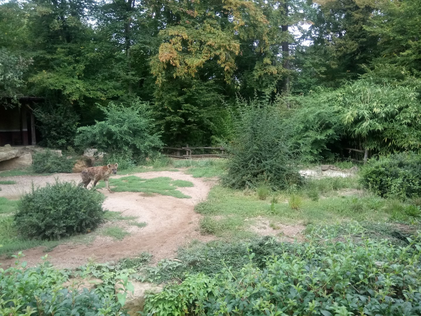 Spotted Hyenas Exhibit