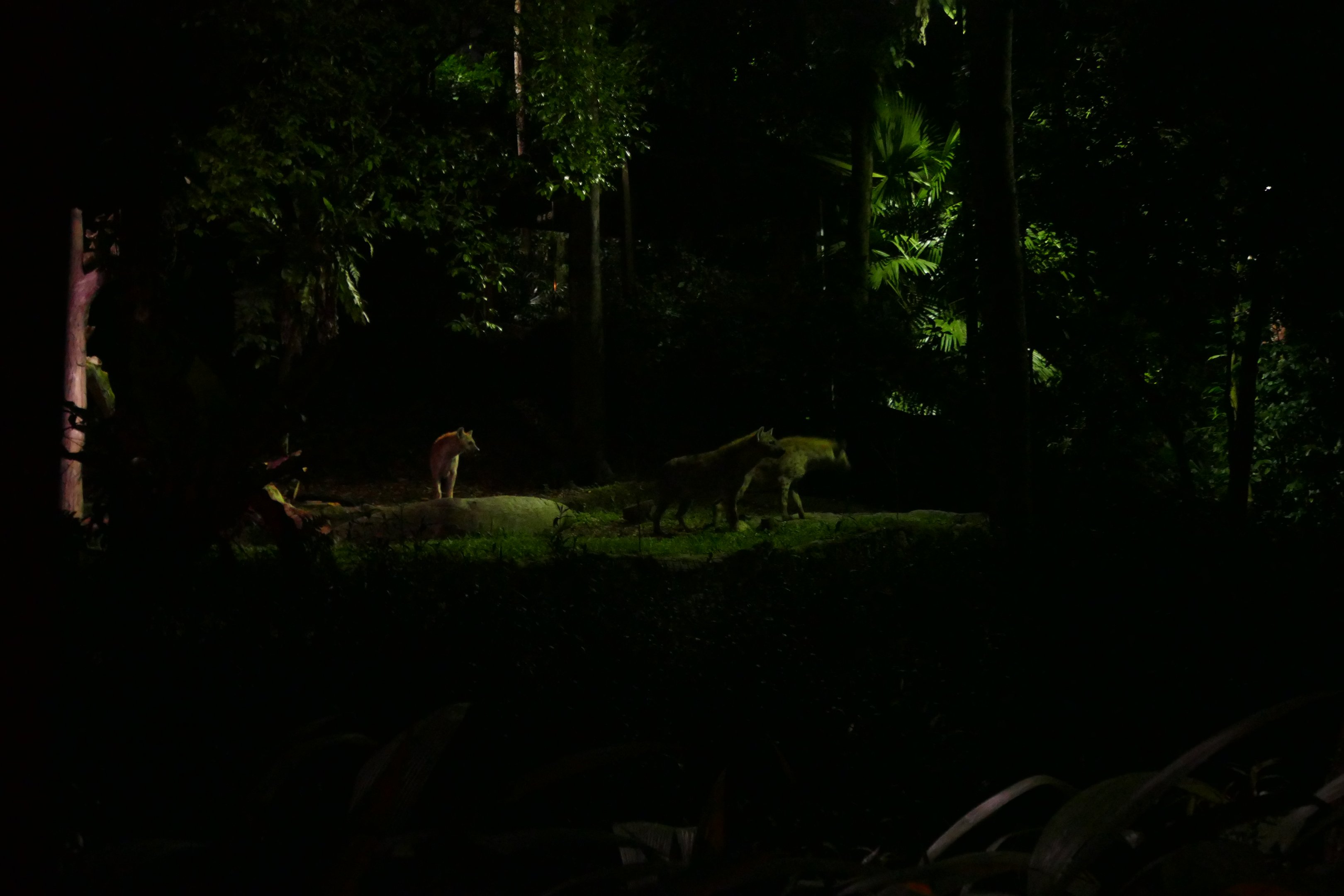 Spotted hyena's from the tram