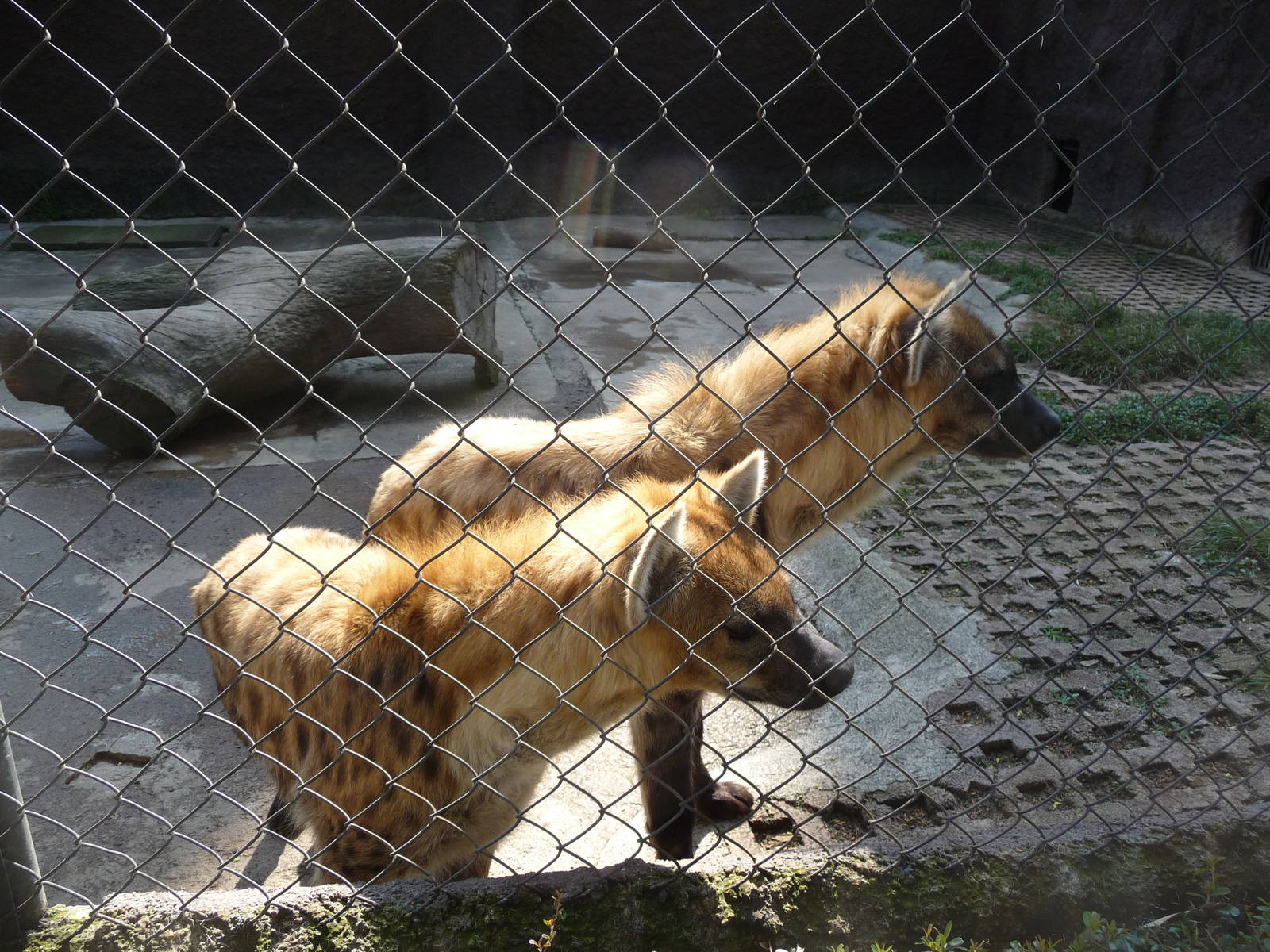 spotted hyenas morelia zoo