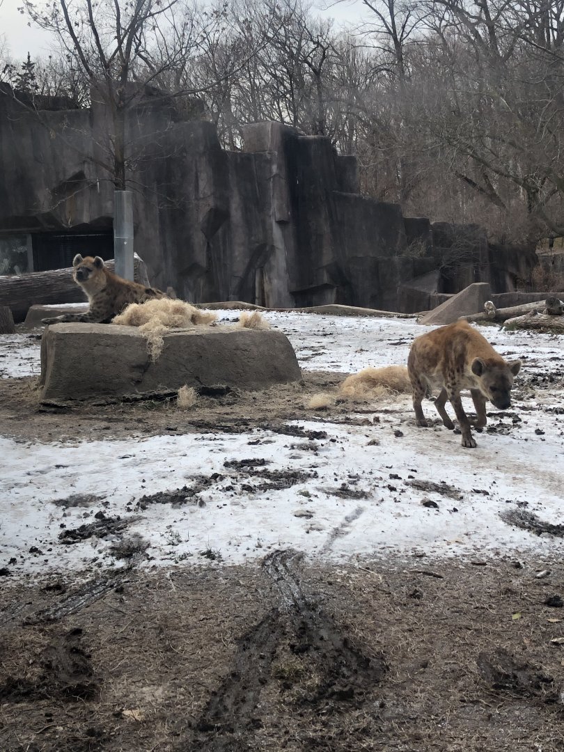 Spotted Hyenas "Nyota" and "Scruffy"